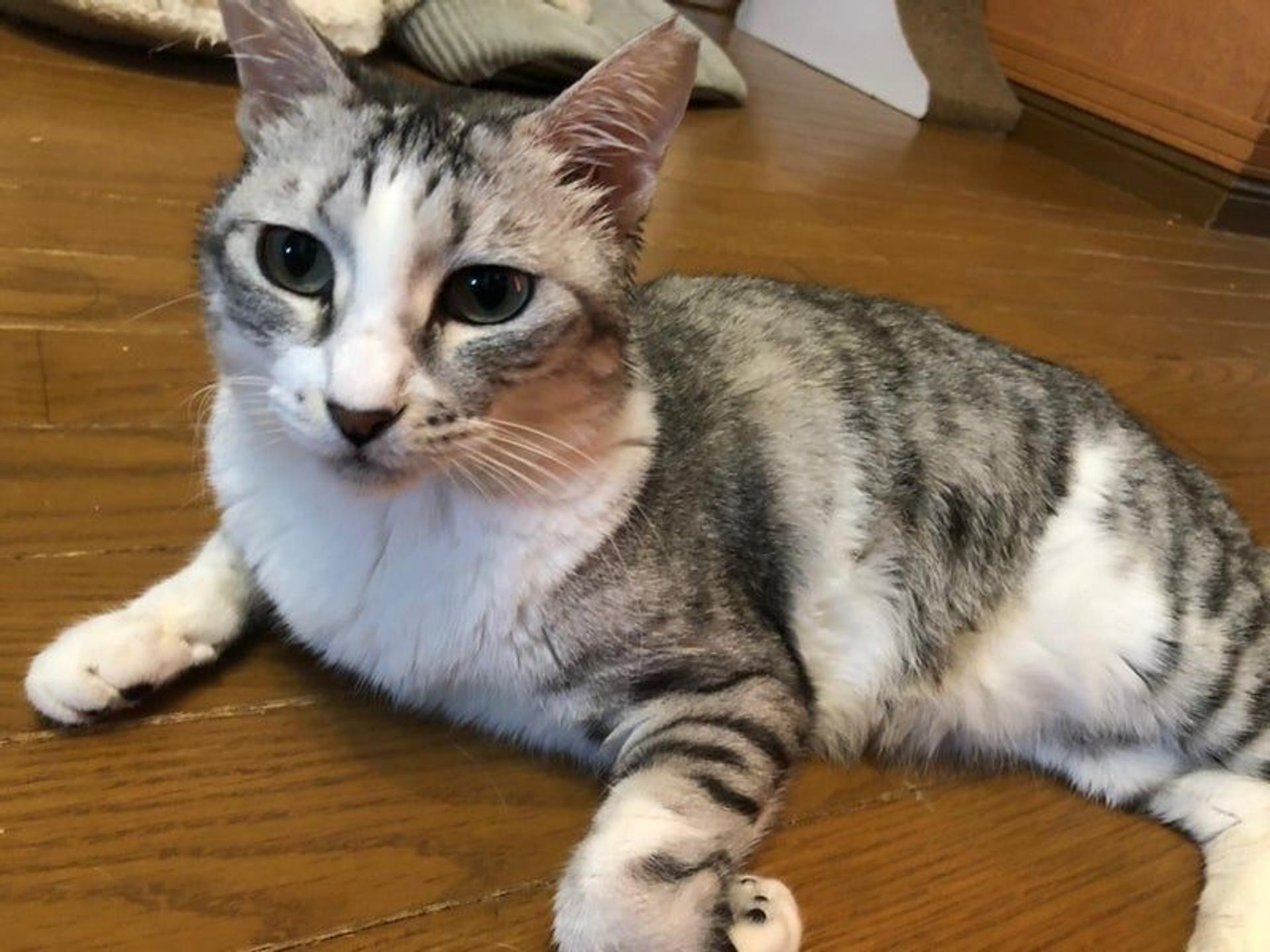 pet-image-10