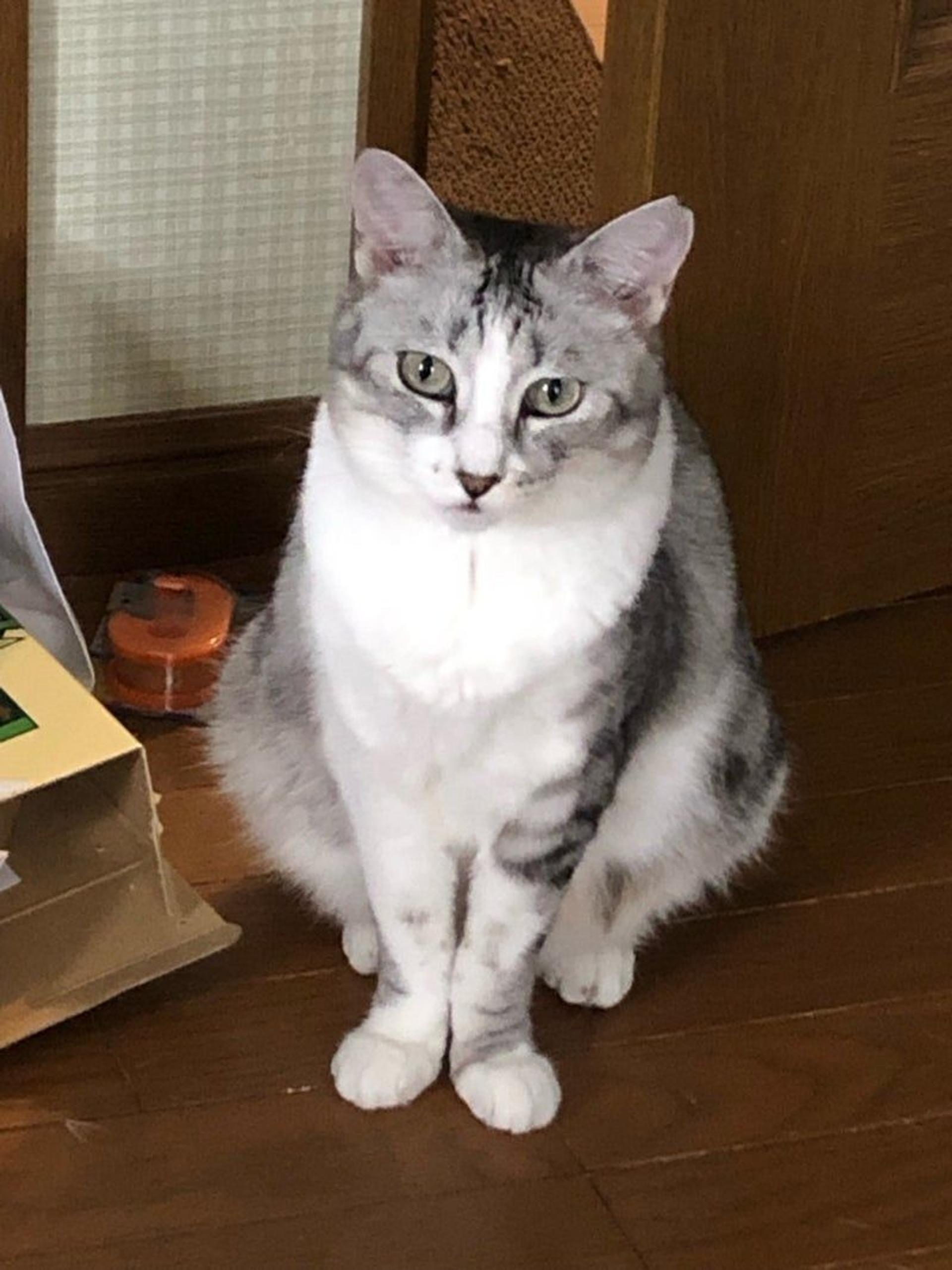 pet-image-2