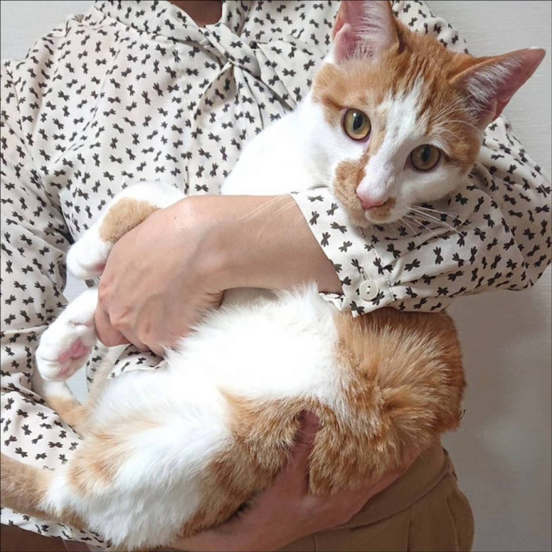 雑種（ミックス猫）・オスの里親募集の写真