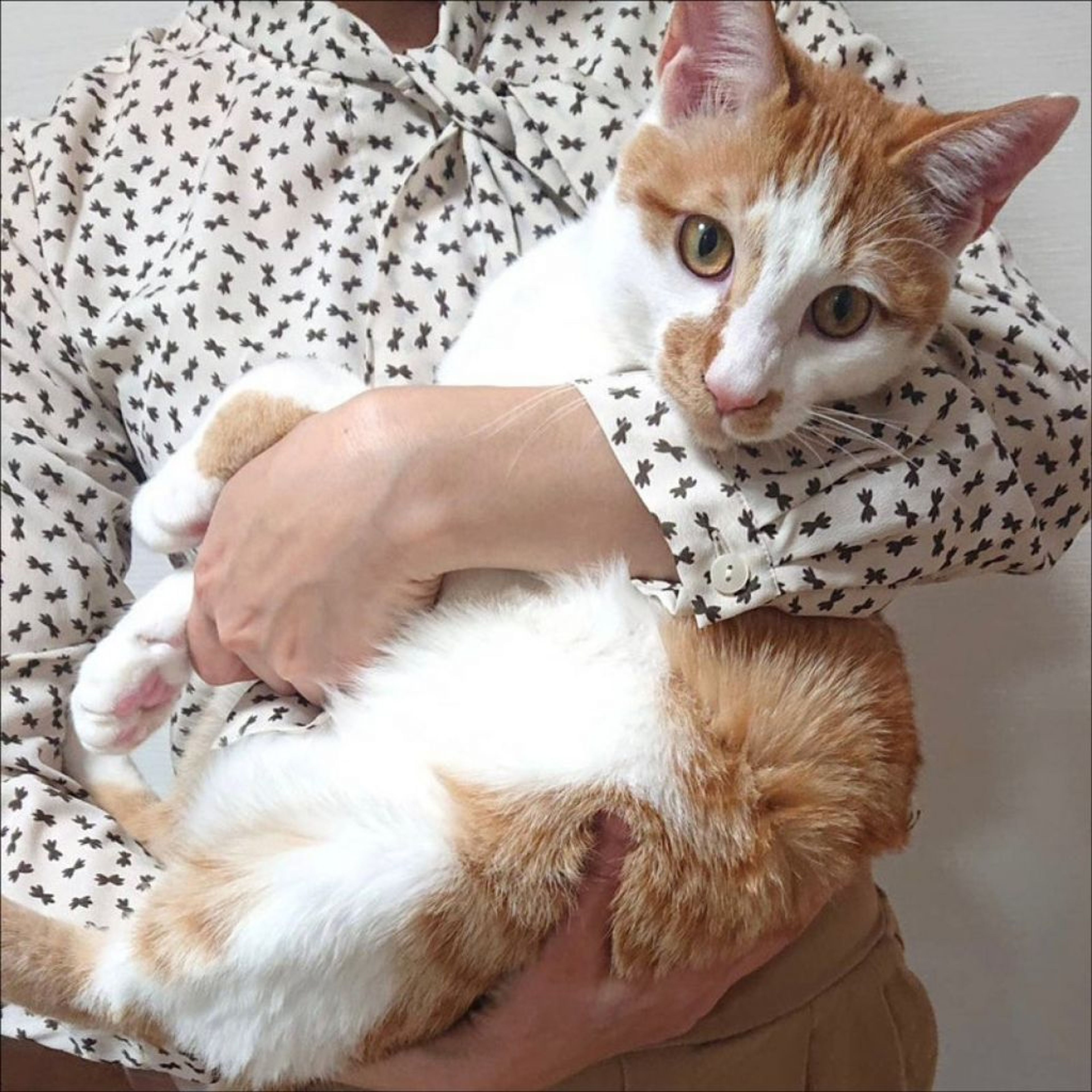 雑種（ミックス猫）・オスの里親募集の写真