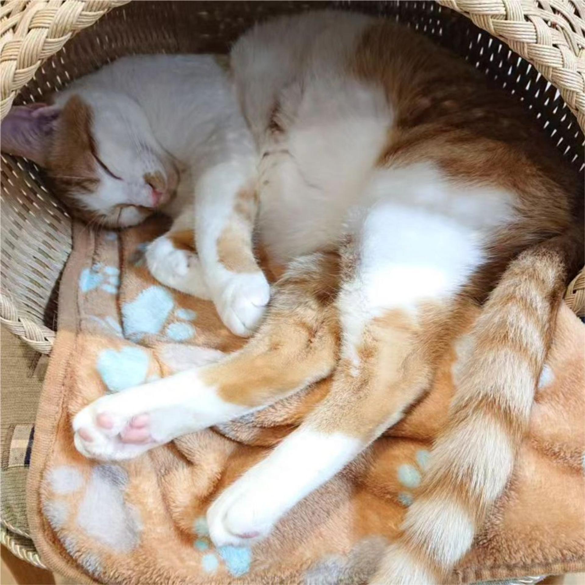 pet-image-2