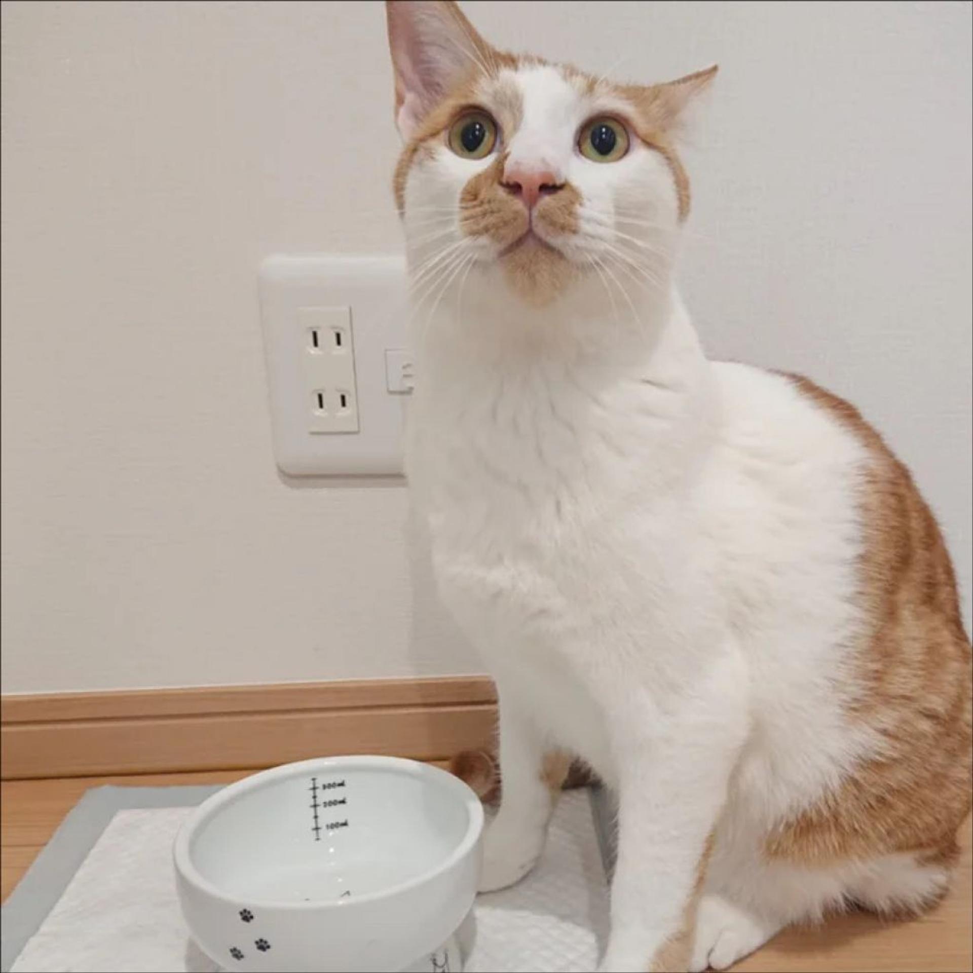 pet-image-5