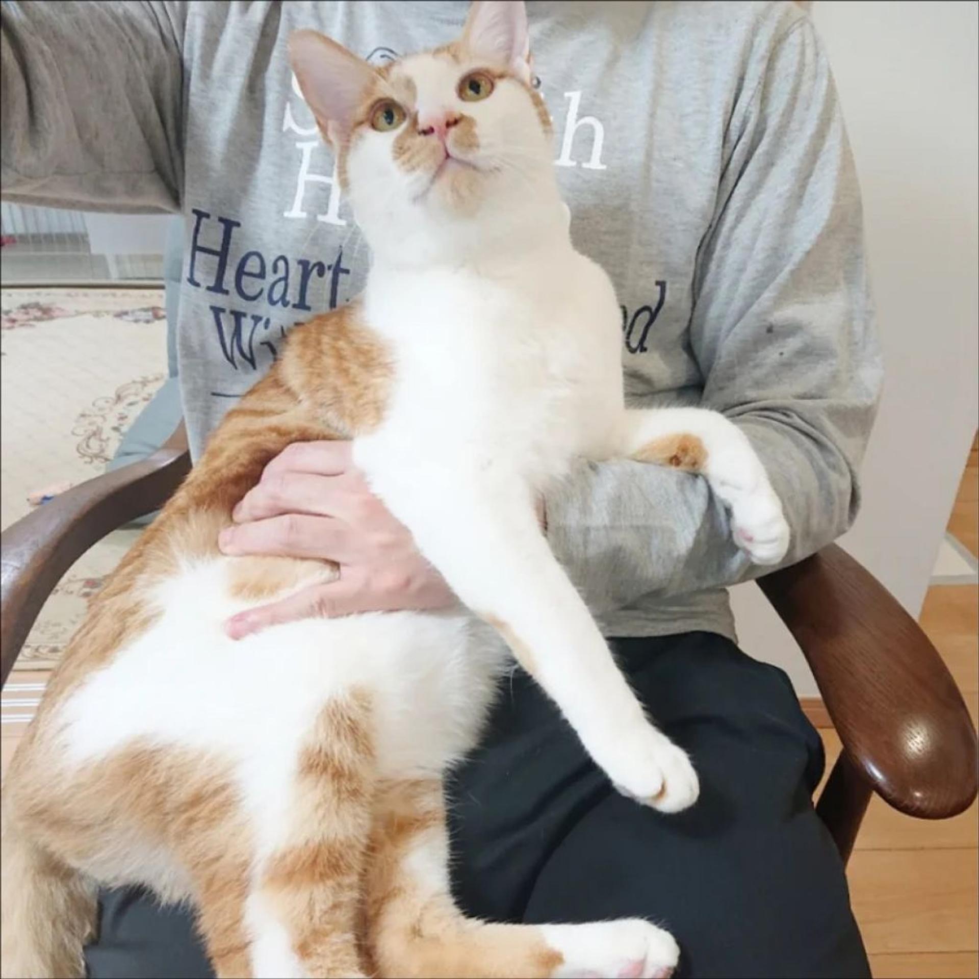 pet-image-6