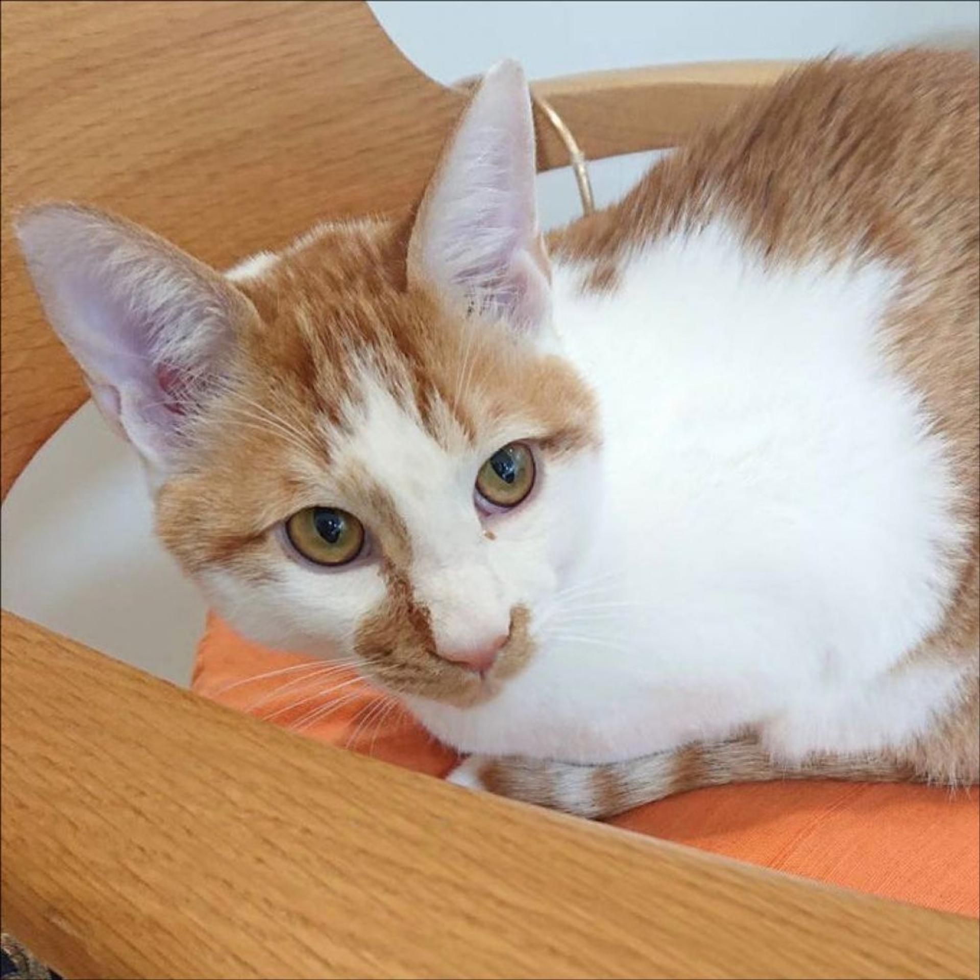 pet-image-9