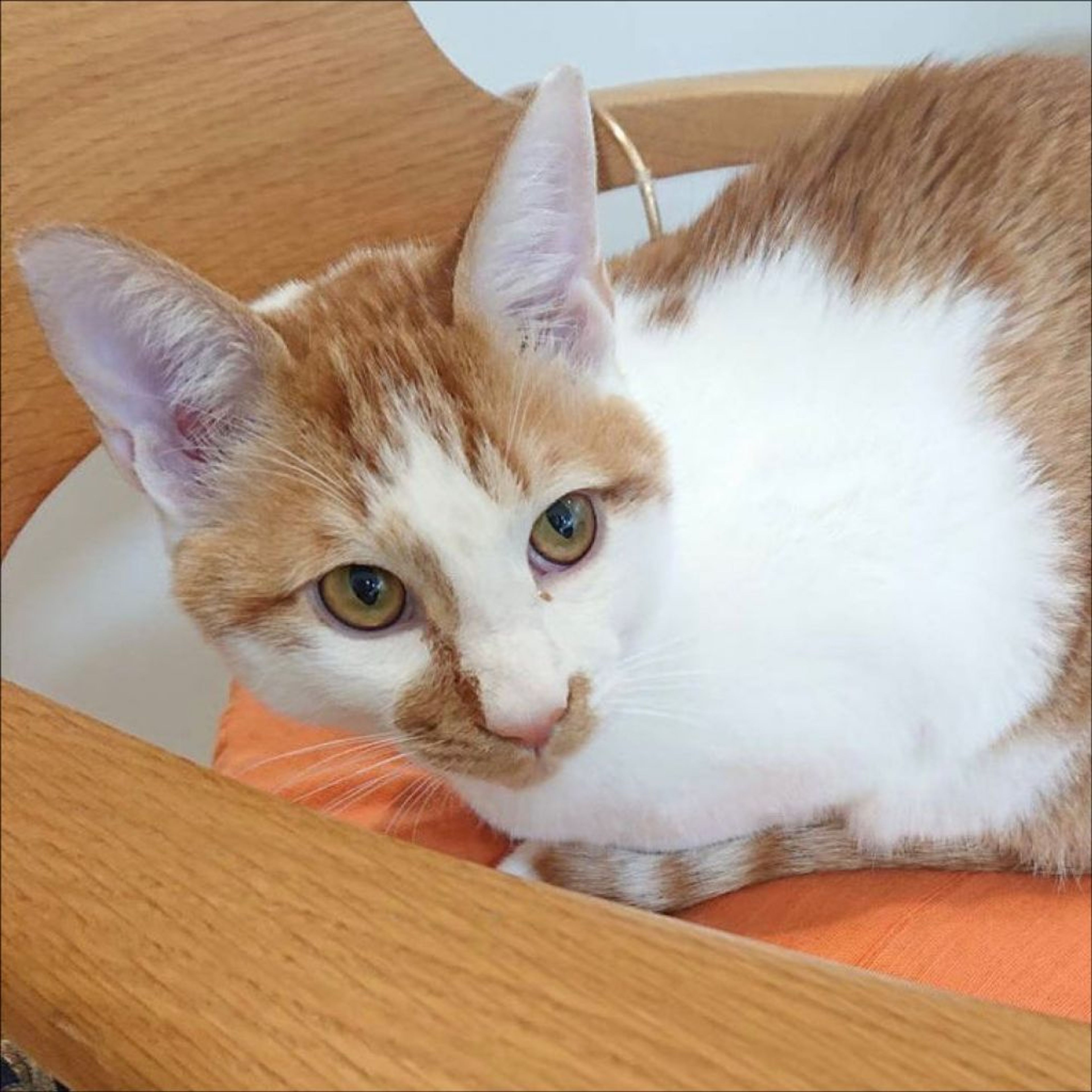 pet-image-9