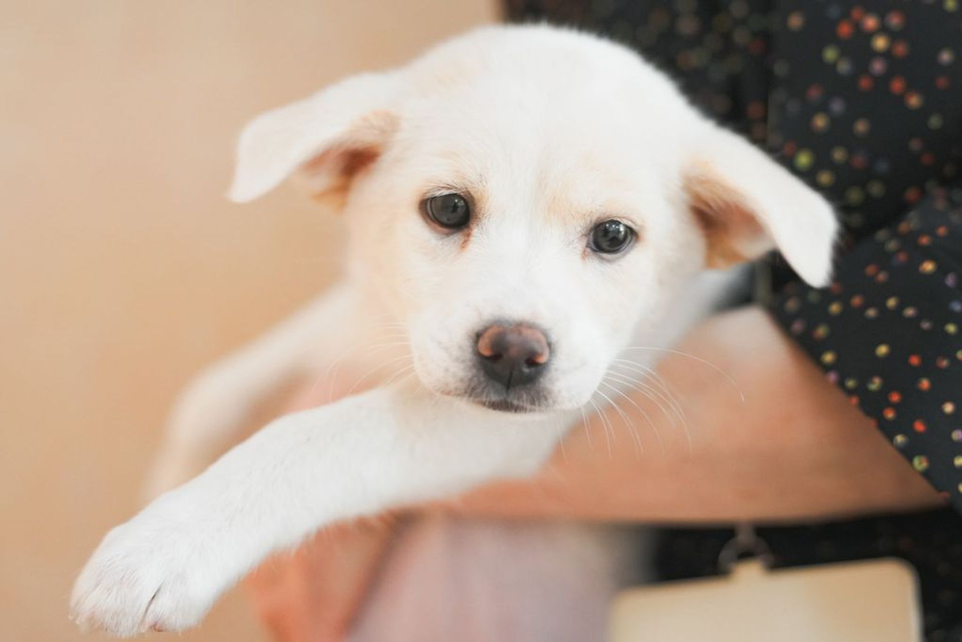 雑種（ミックス犬）・メスの里親募集の写真
