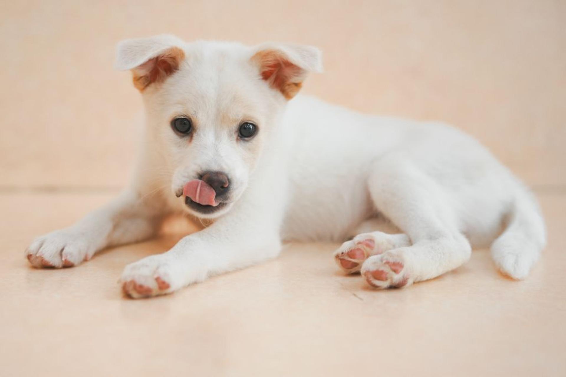 pet-image-2
