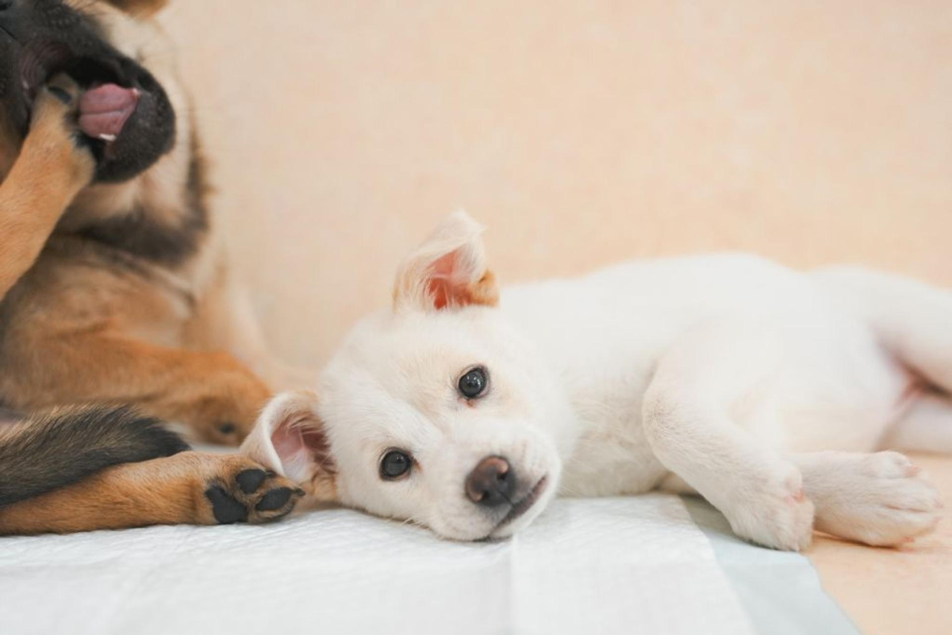 pet-image-4