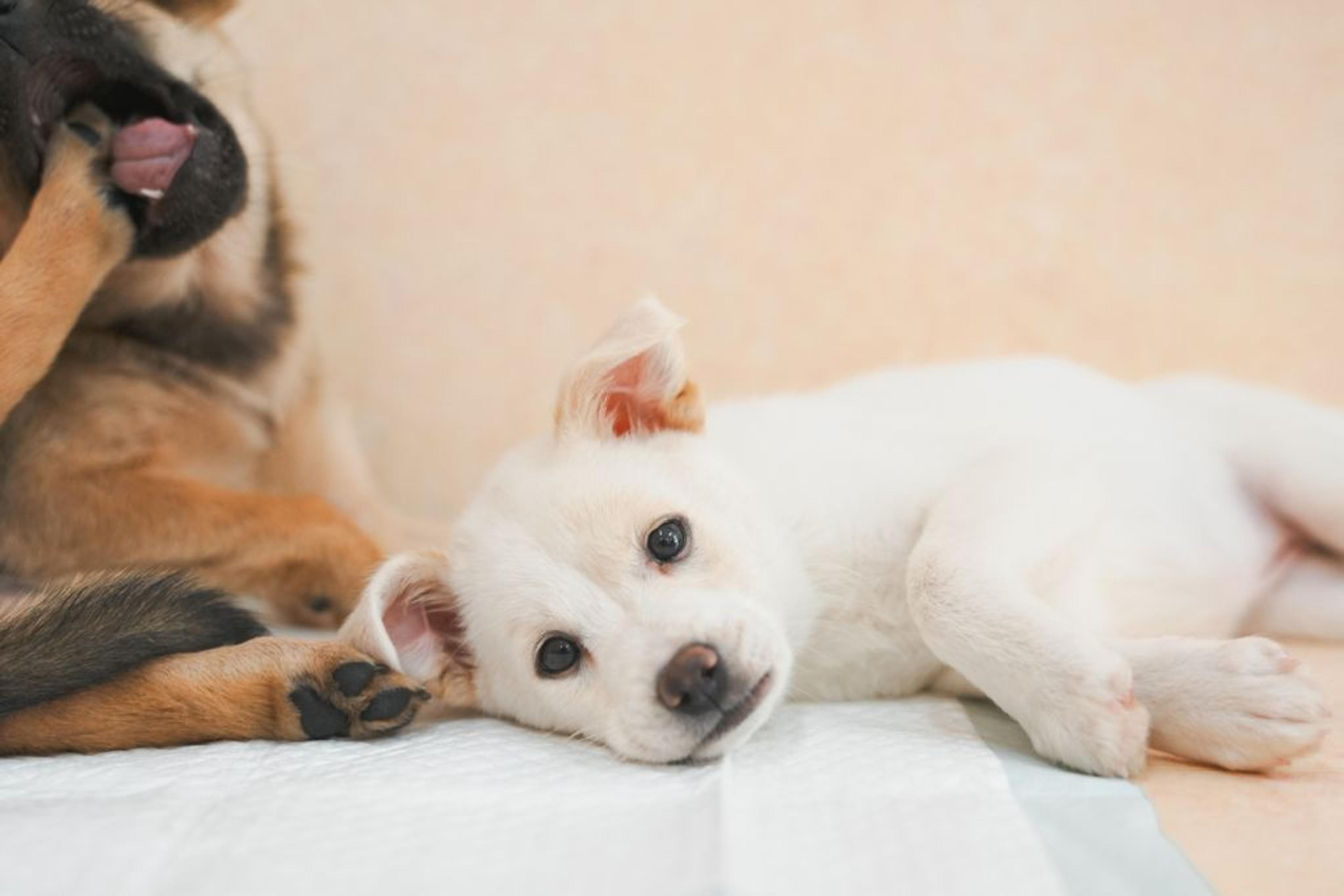 pet-image-4