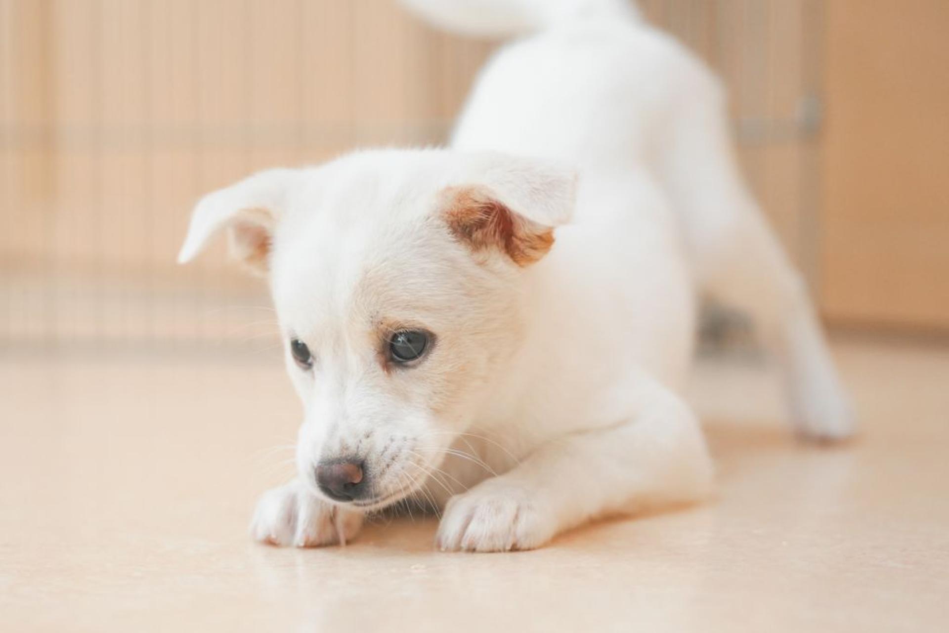 pet-image-5