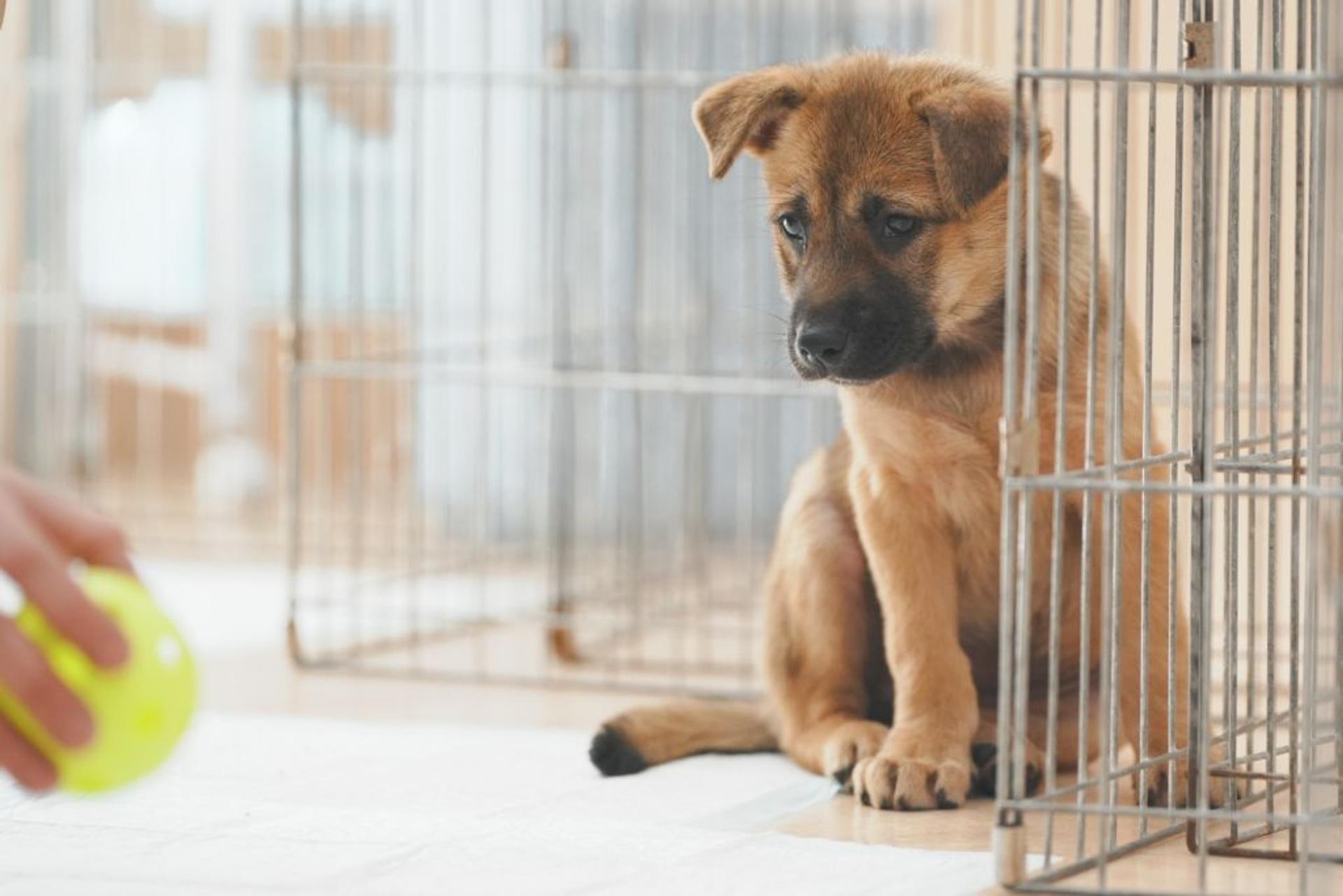 pet-image-4