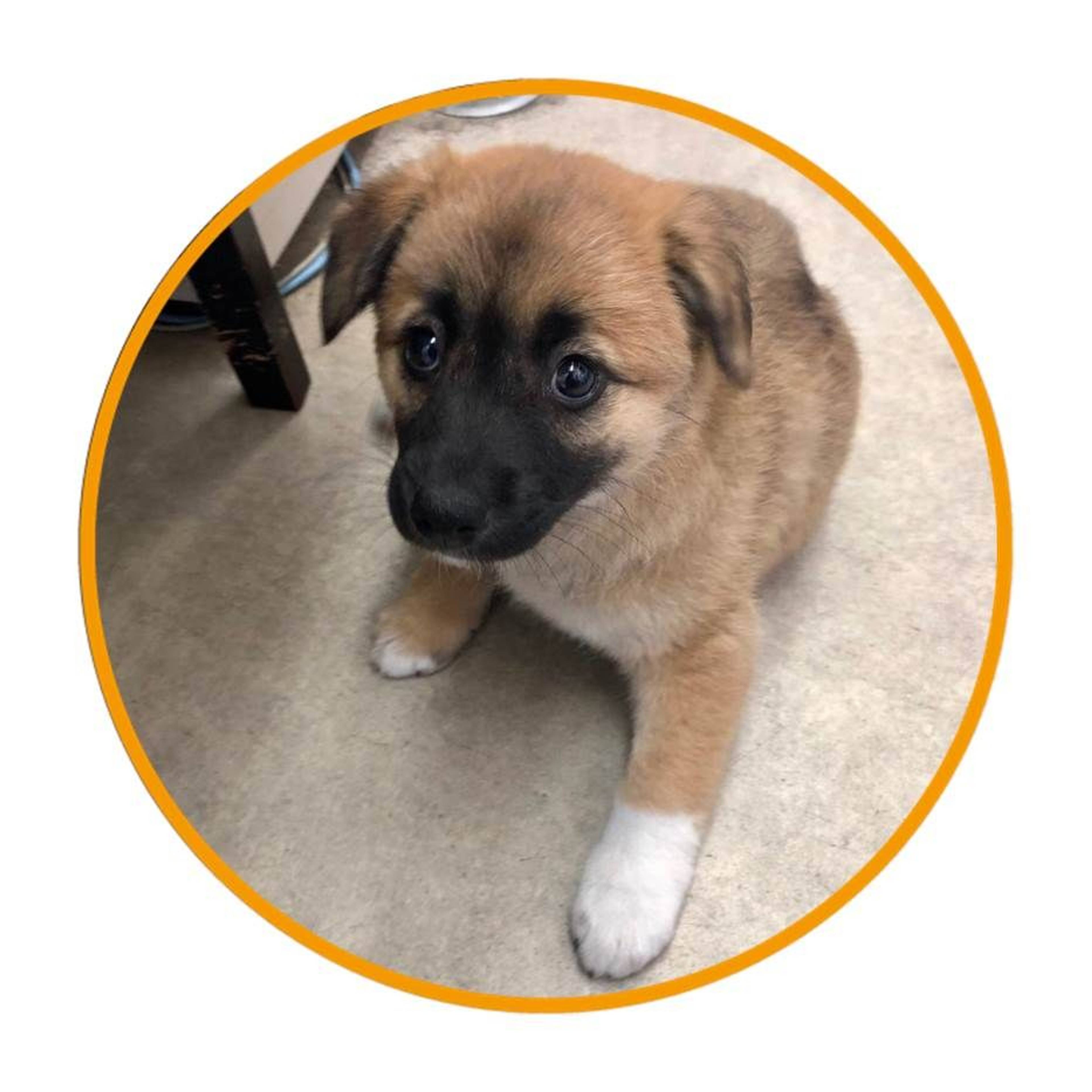 雑種（ミックス犬）・メスの里親募集の写真