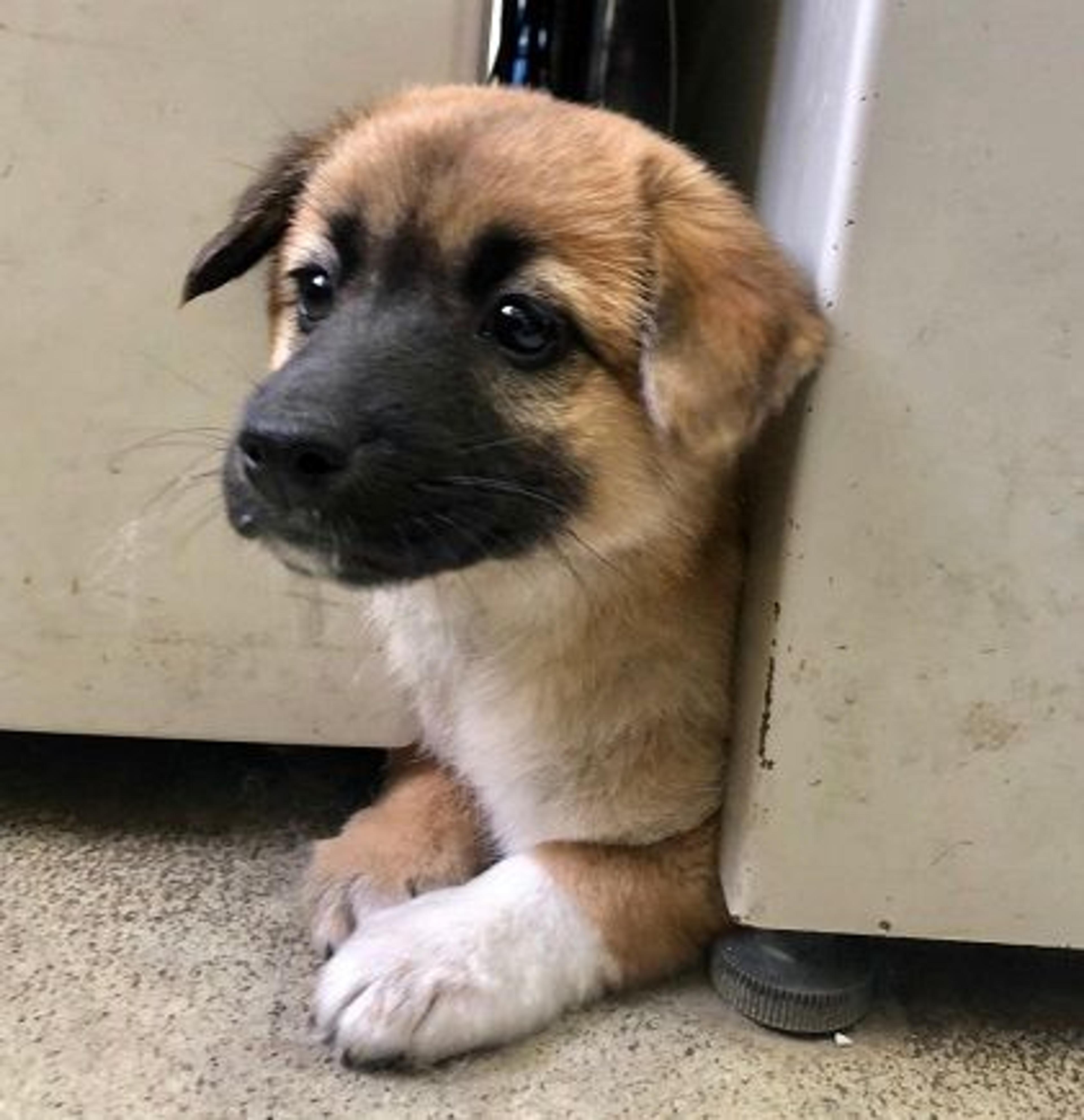 pet-image-3