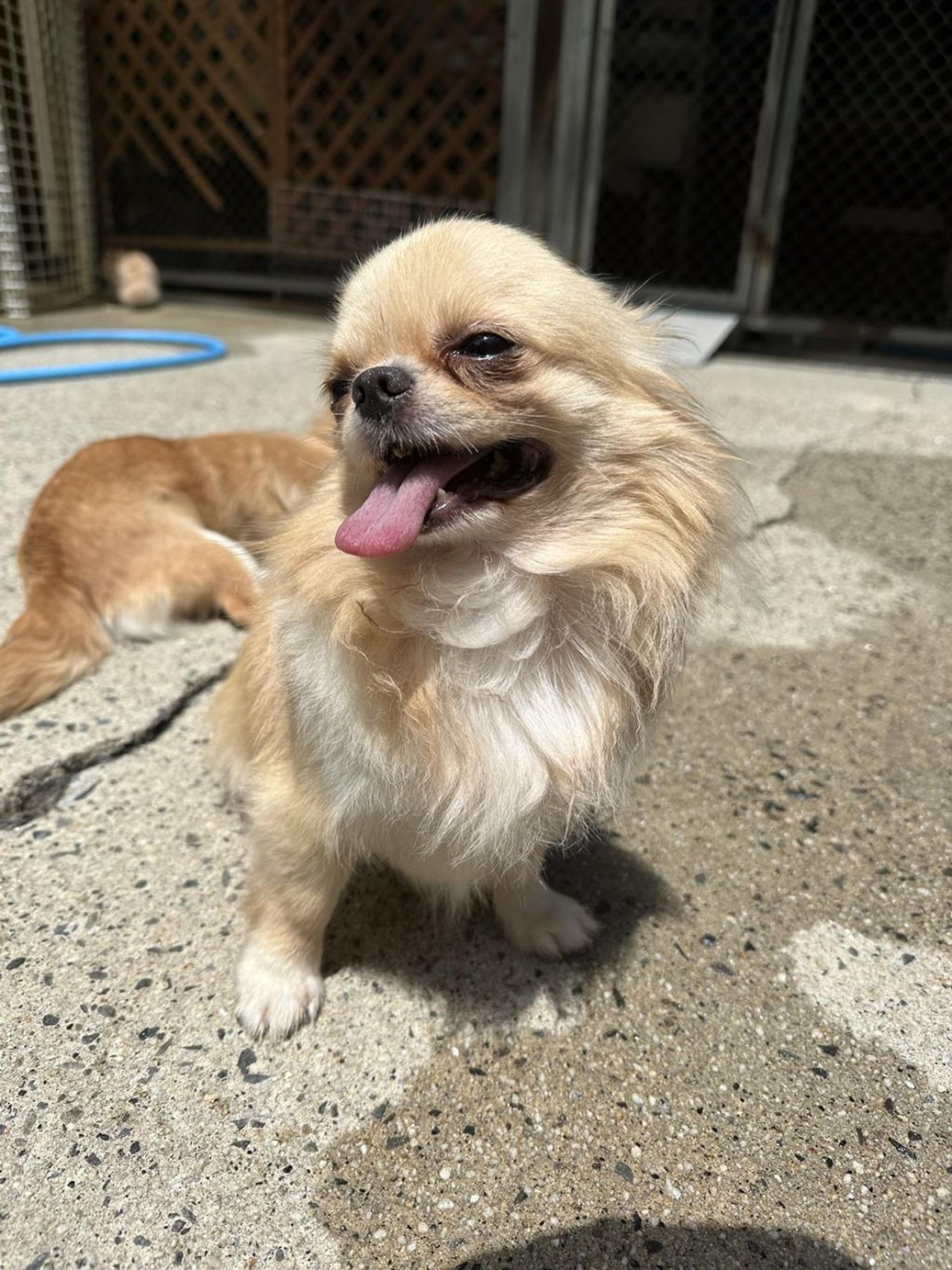 pet-image-2