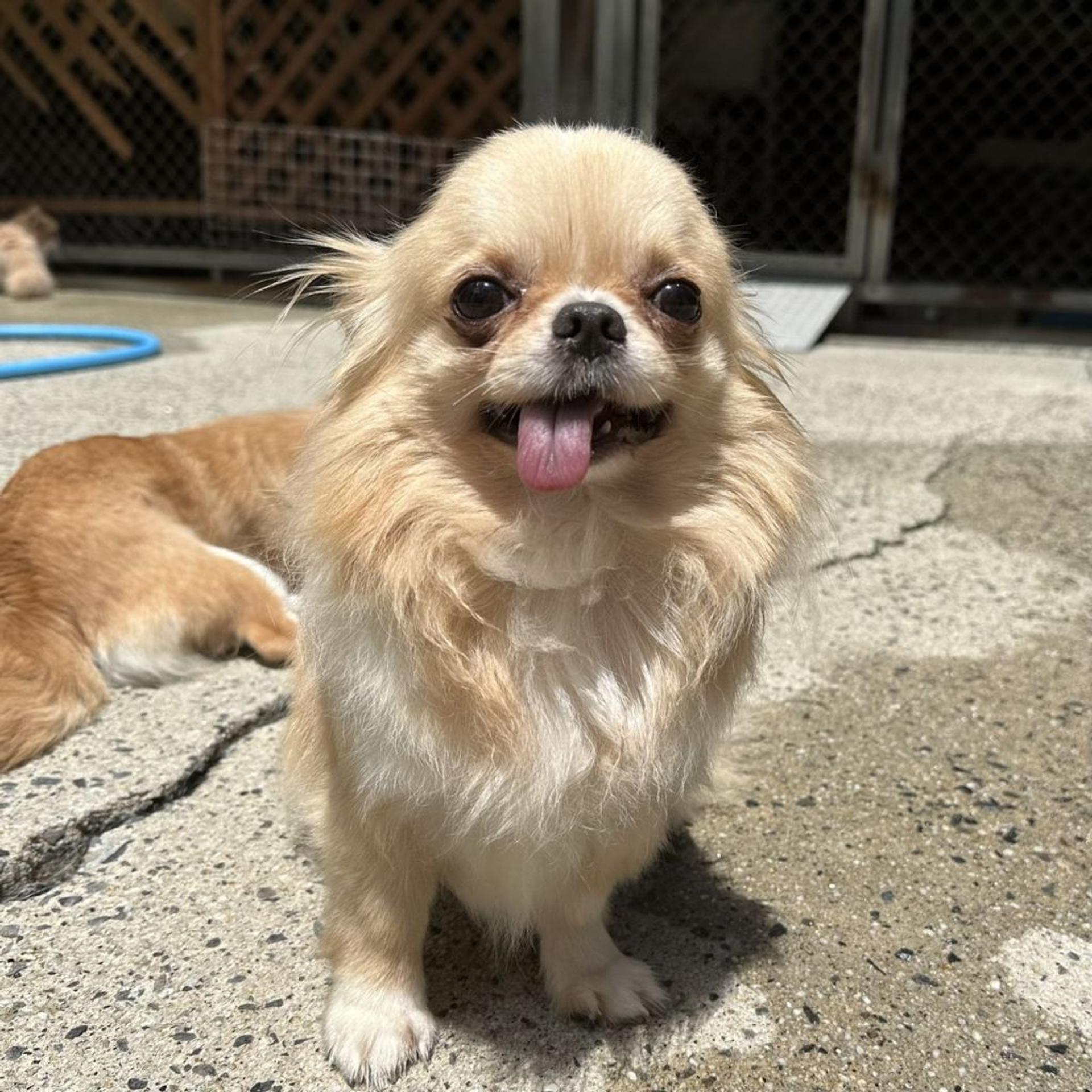 pet-image-3