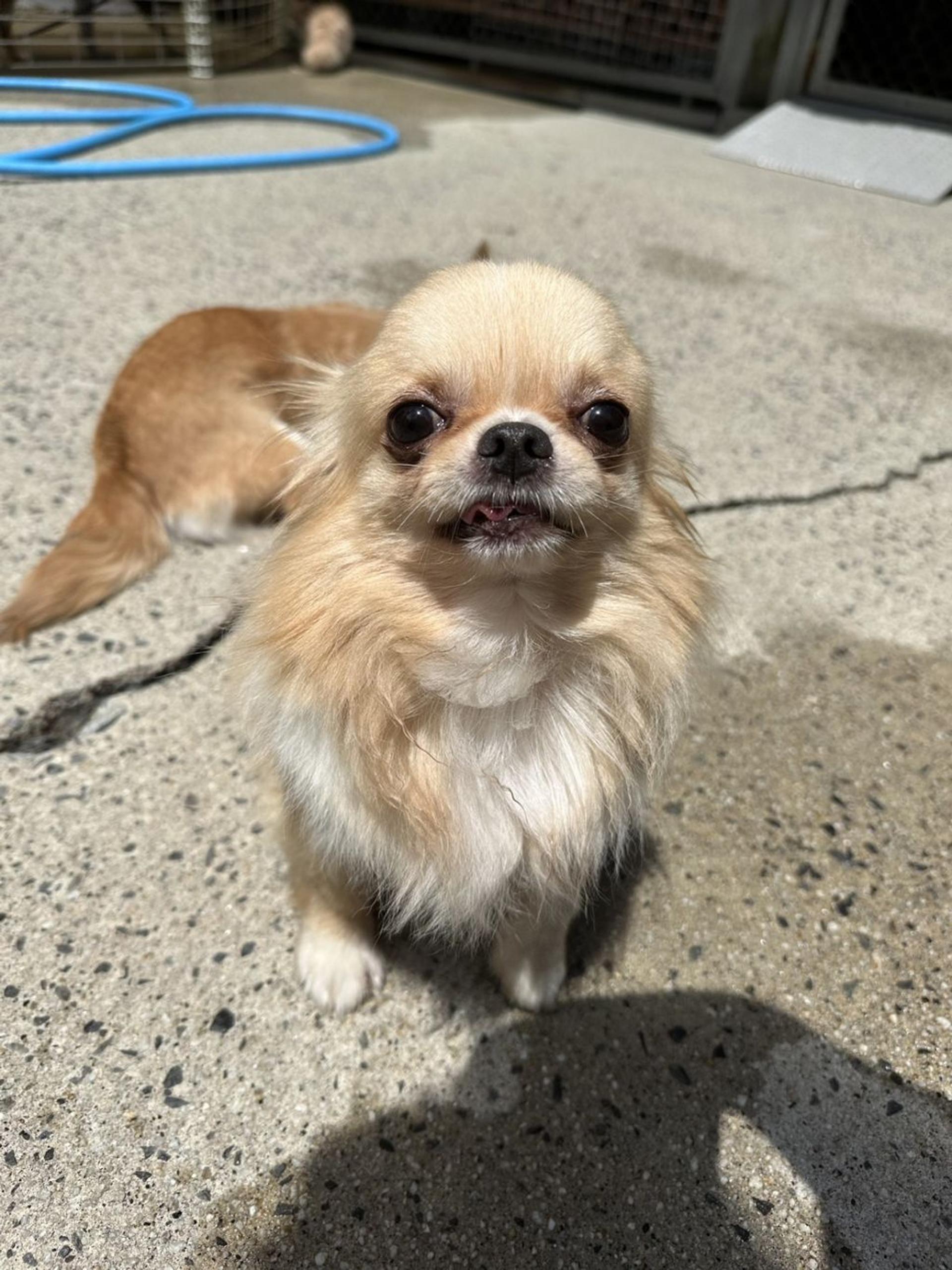 pet-image-4
