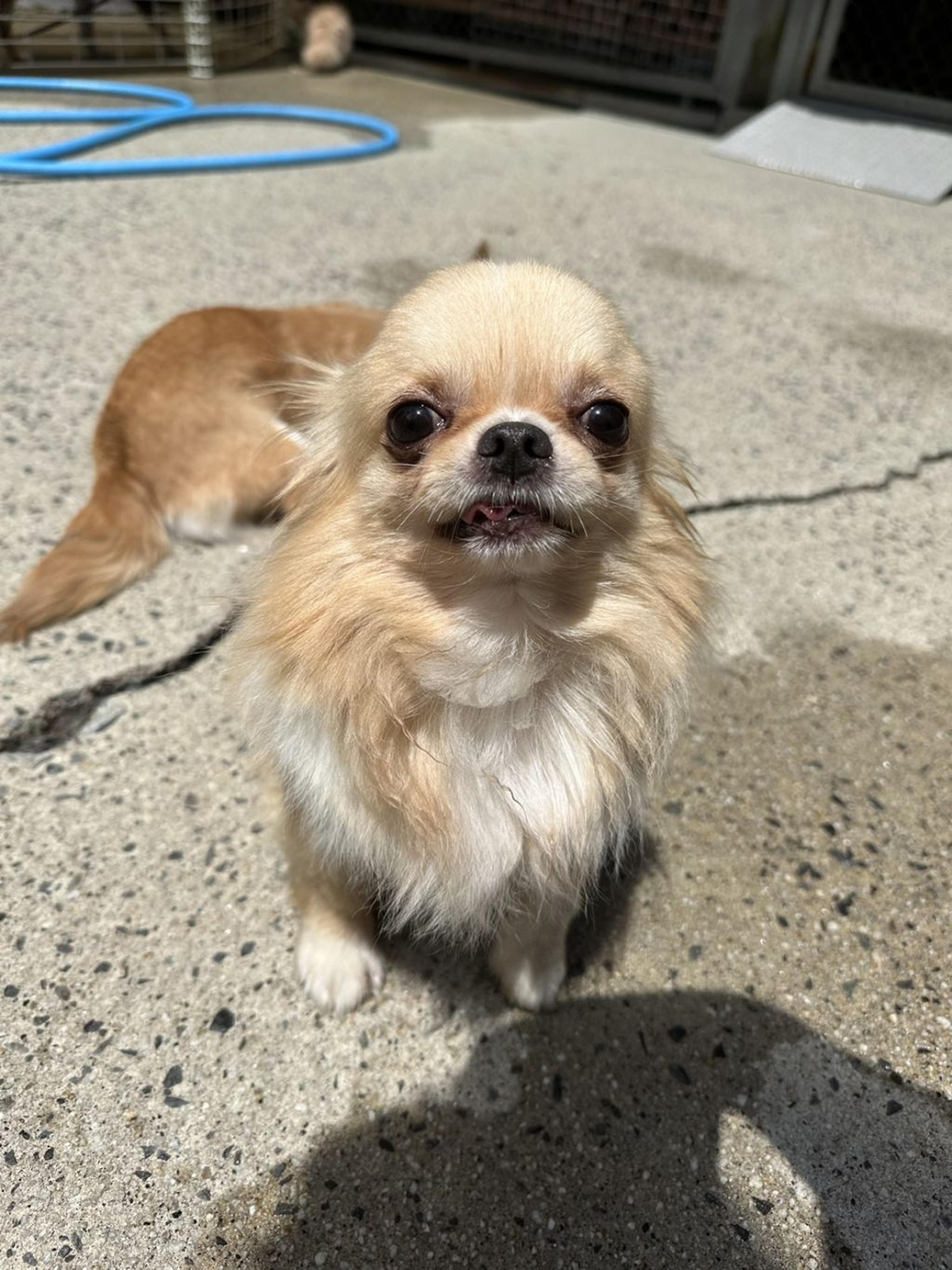 pet-image-4