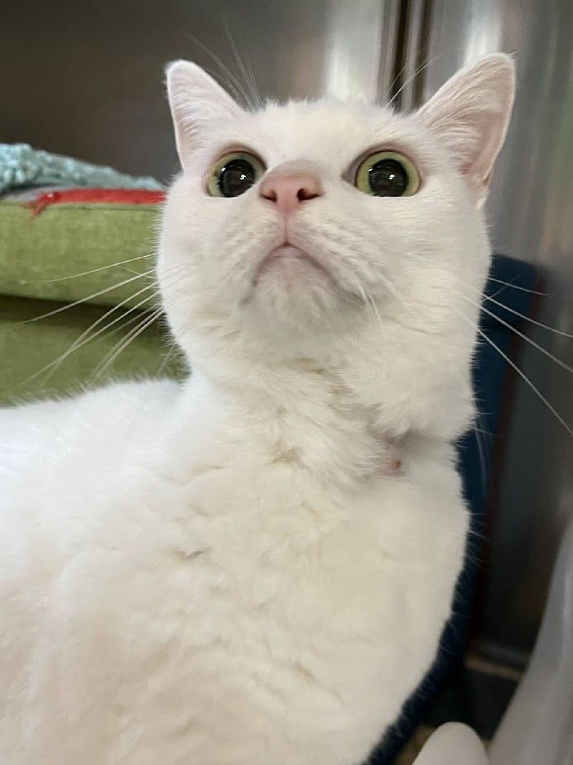 pet-image-4
