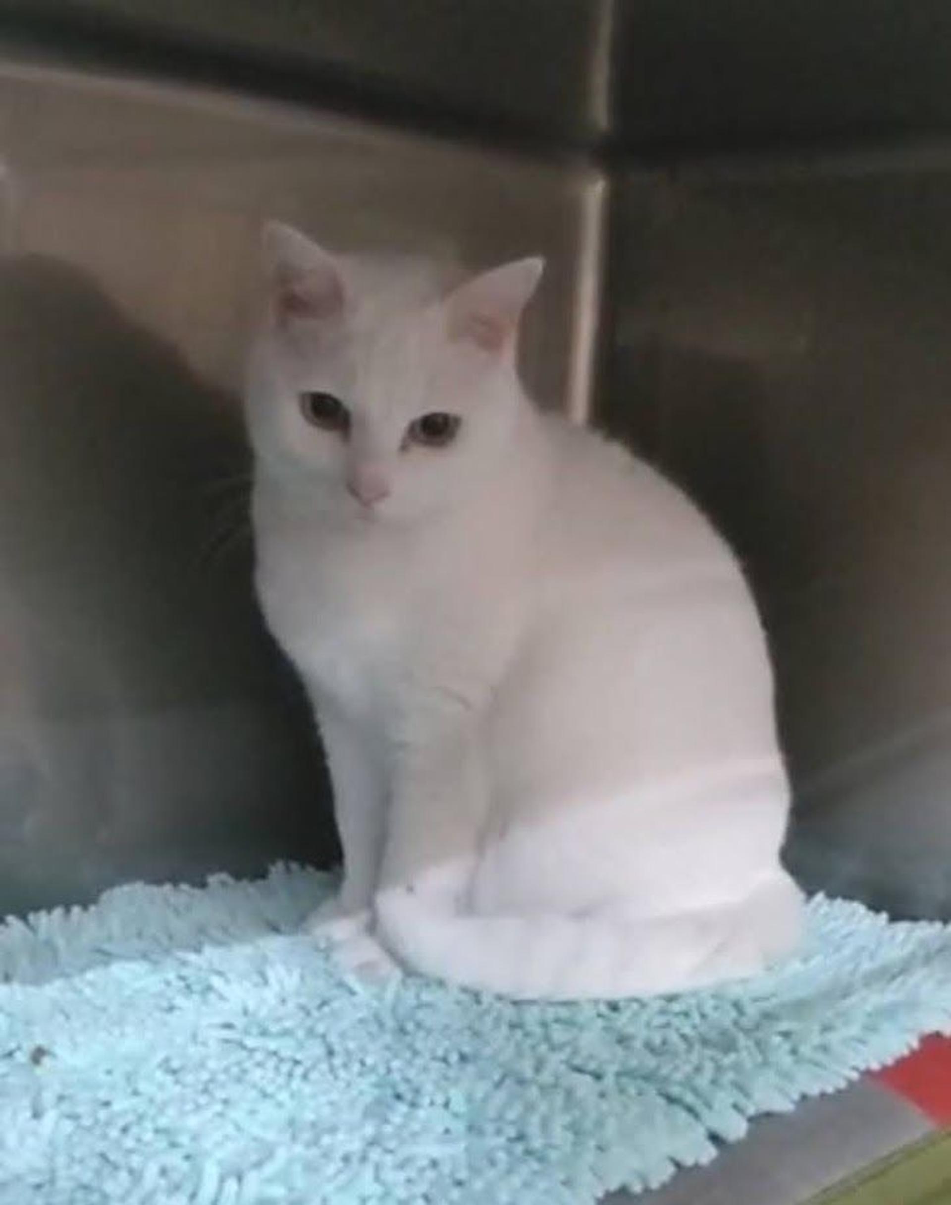 pet-image-6