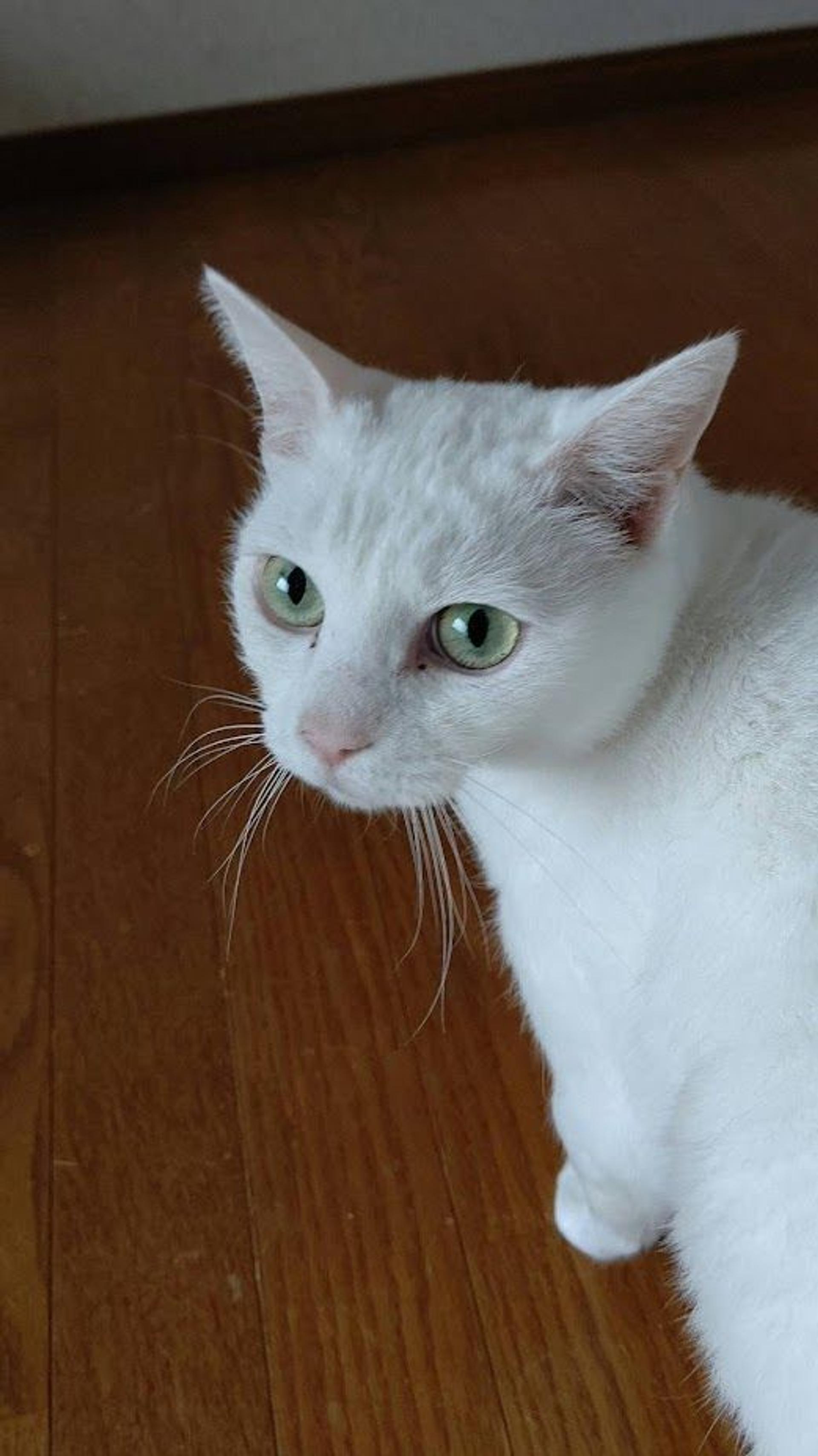 pet-image-7