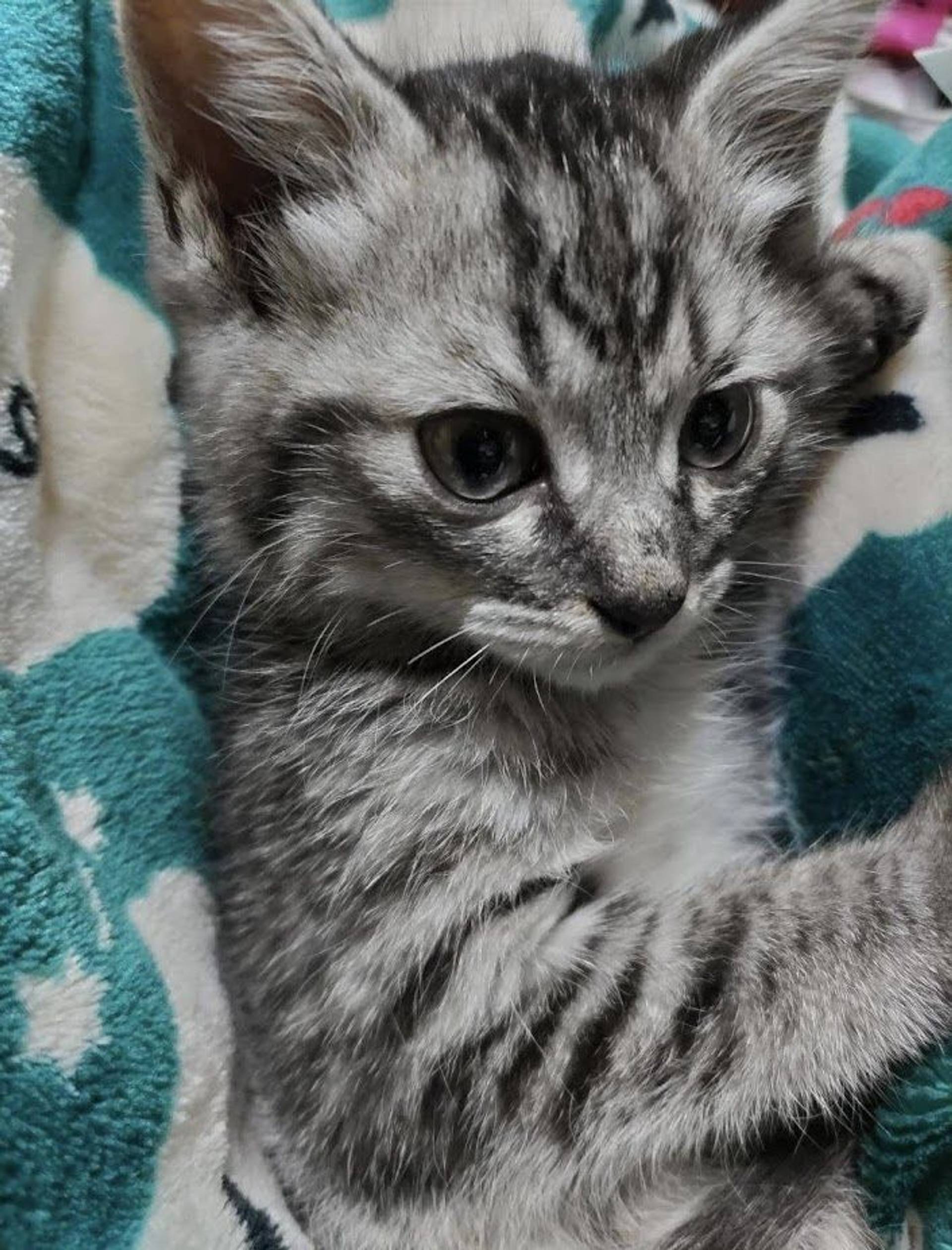 雑種（ミックス猫）・オスの里親募集の写真