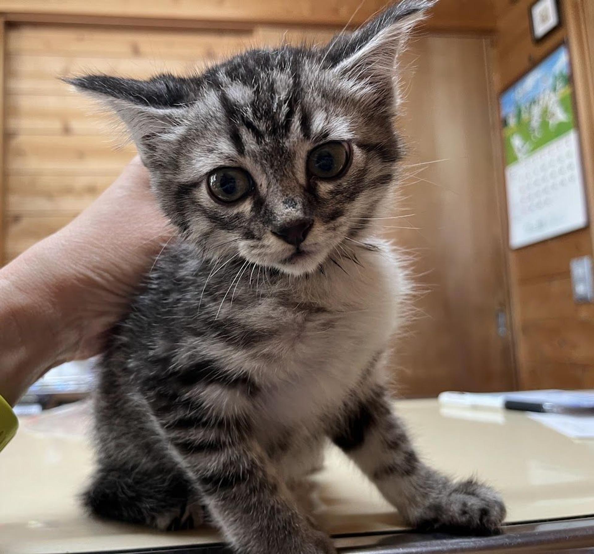 pet-image-3