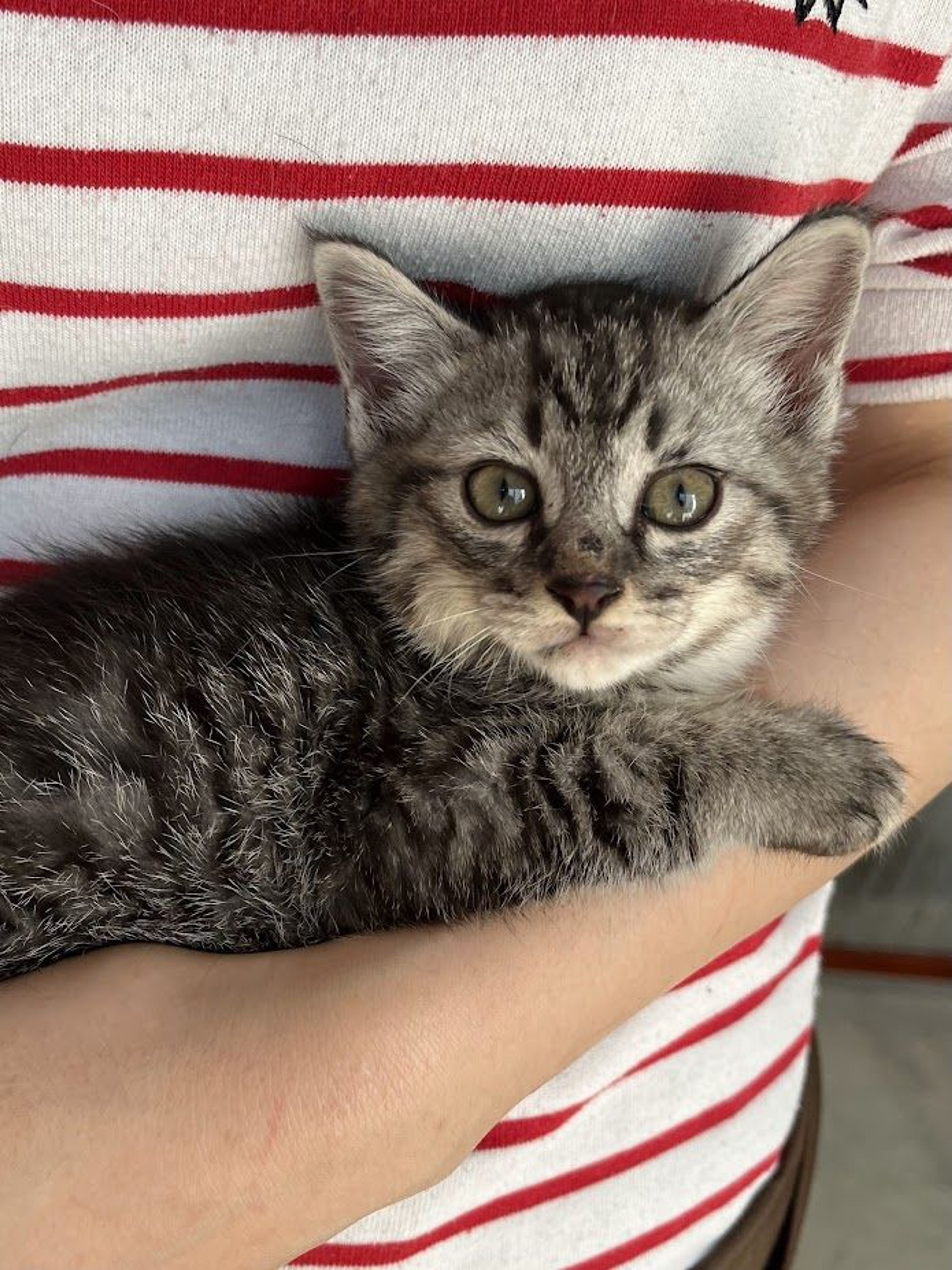 pet-image-5