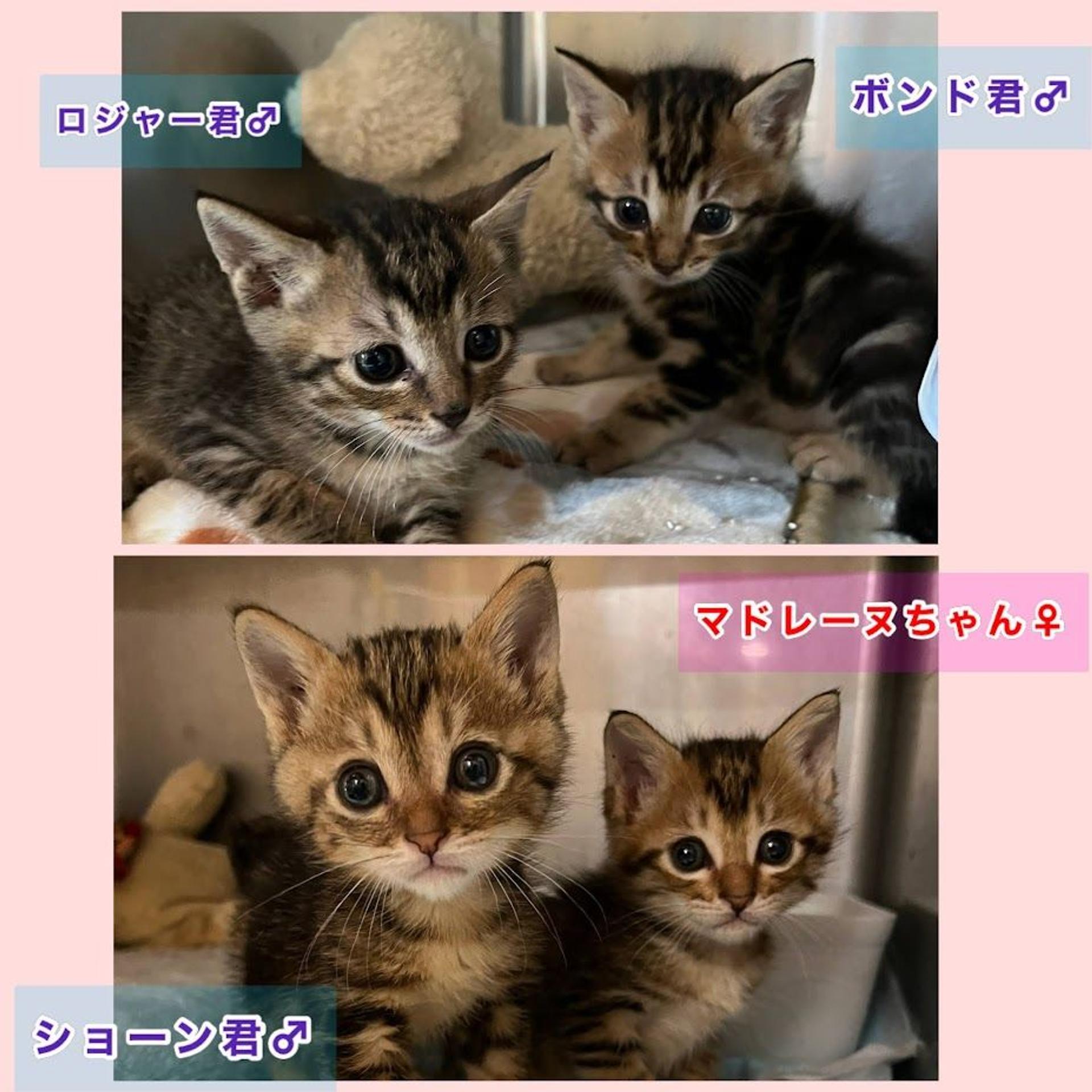 pet-image-4
