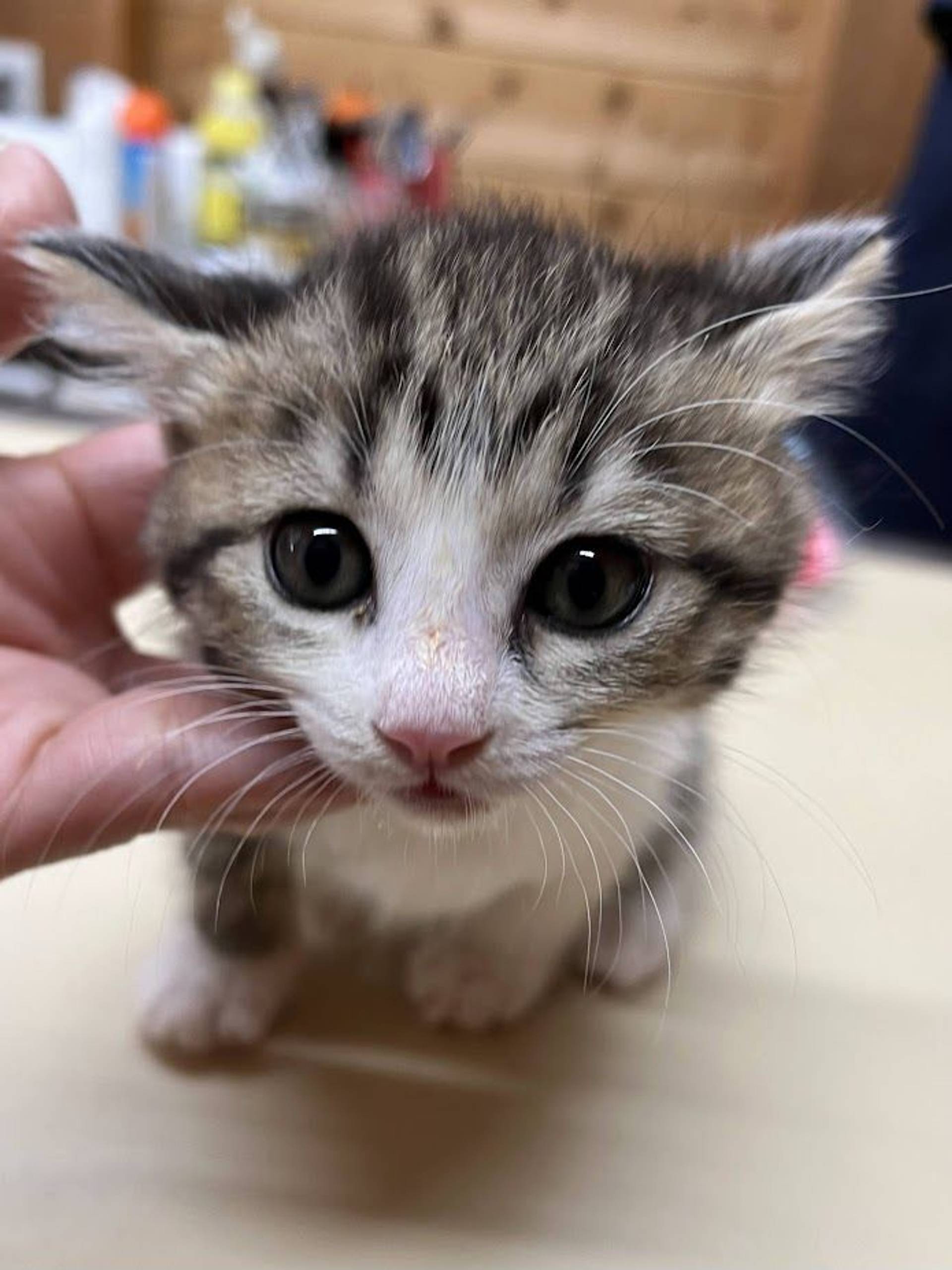 雑種（ミックス猫）・メスの里親募集の写真