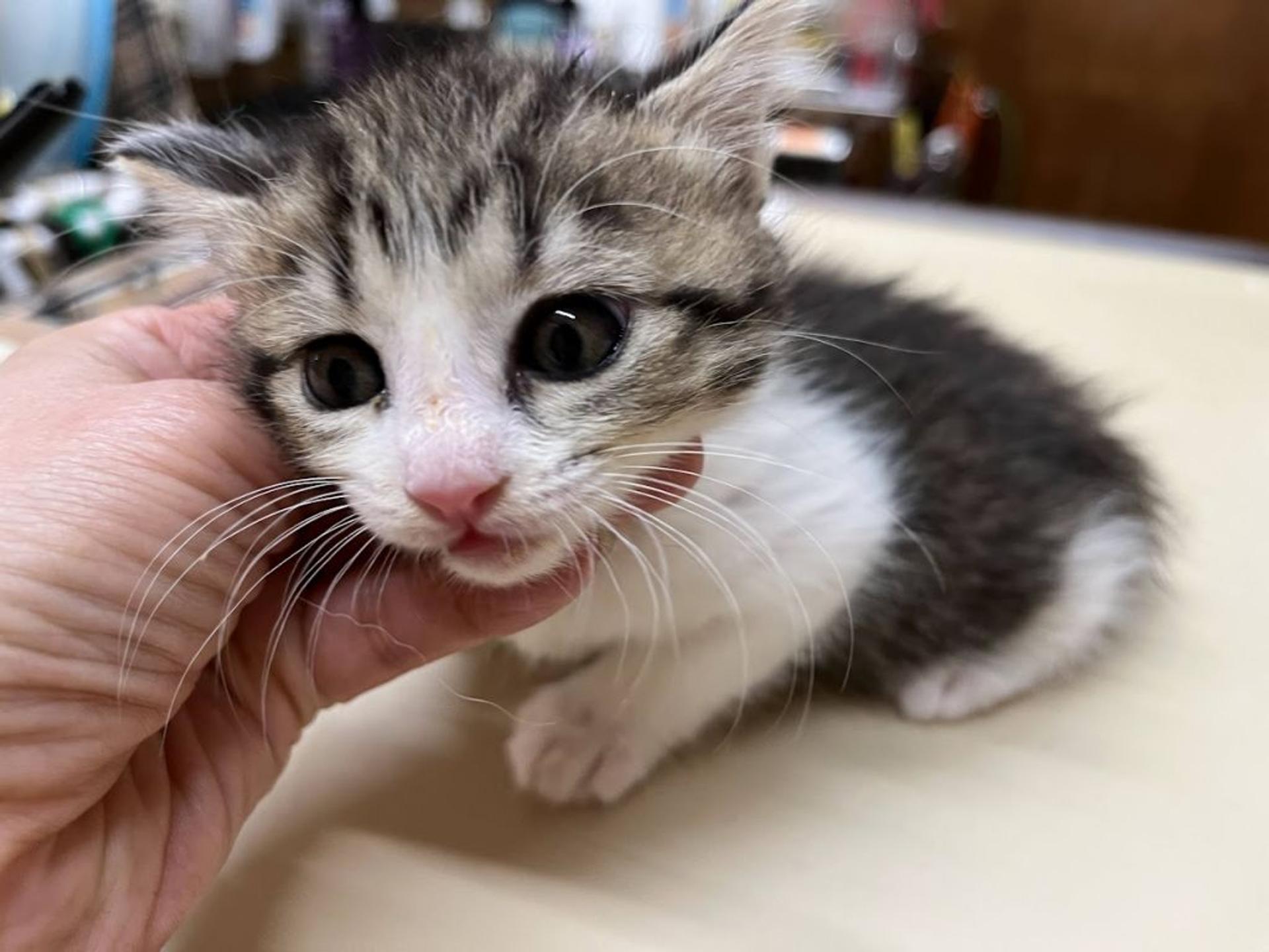 pet-image-2