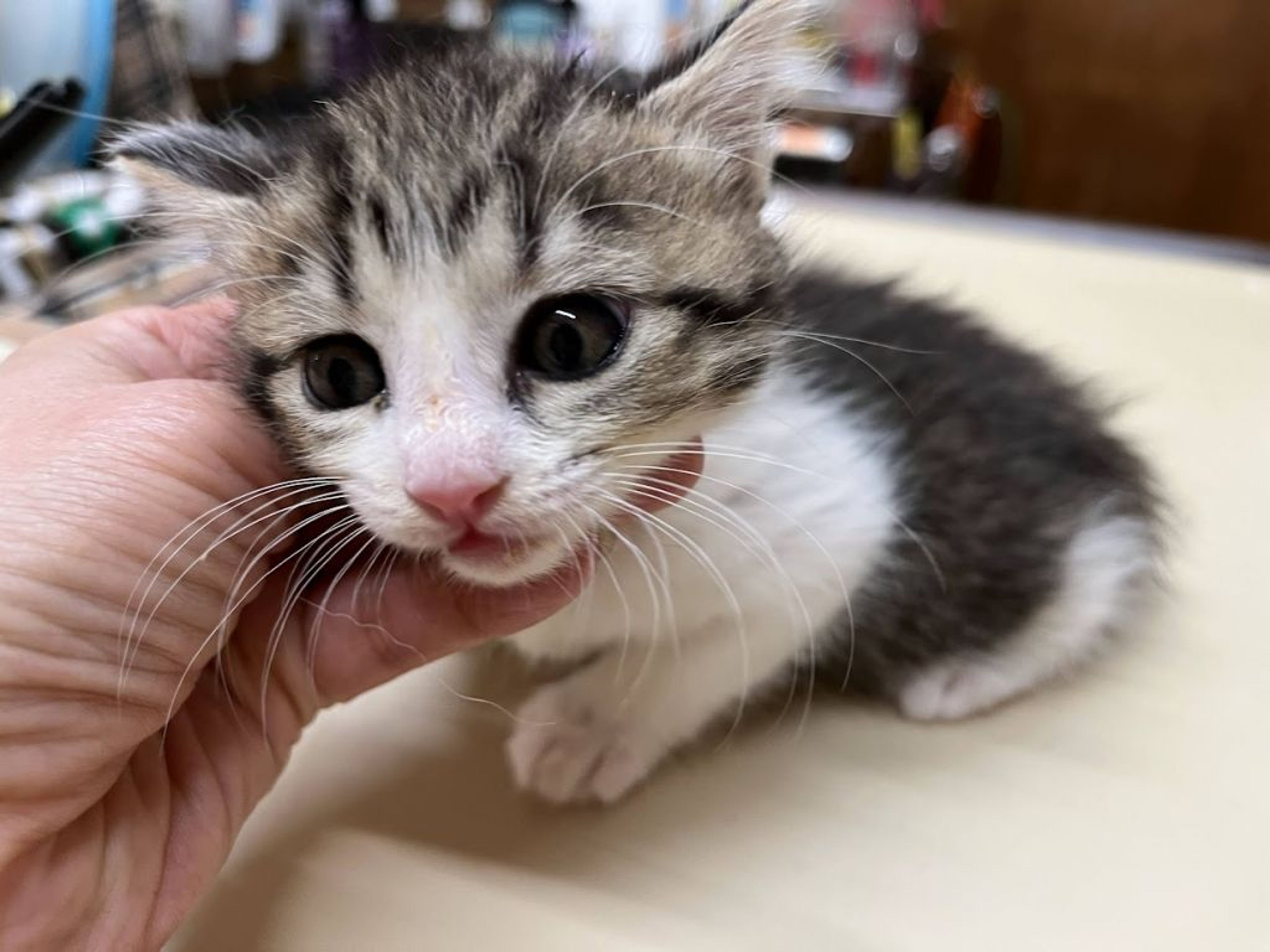 pet-image-2