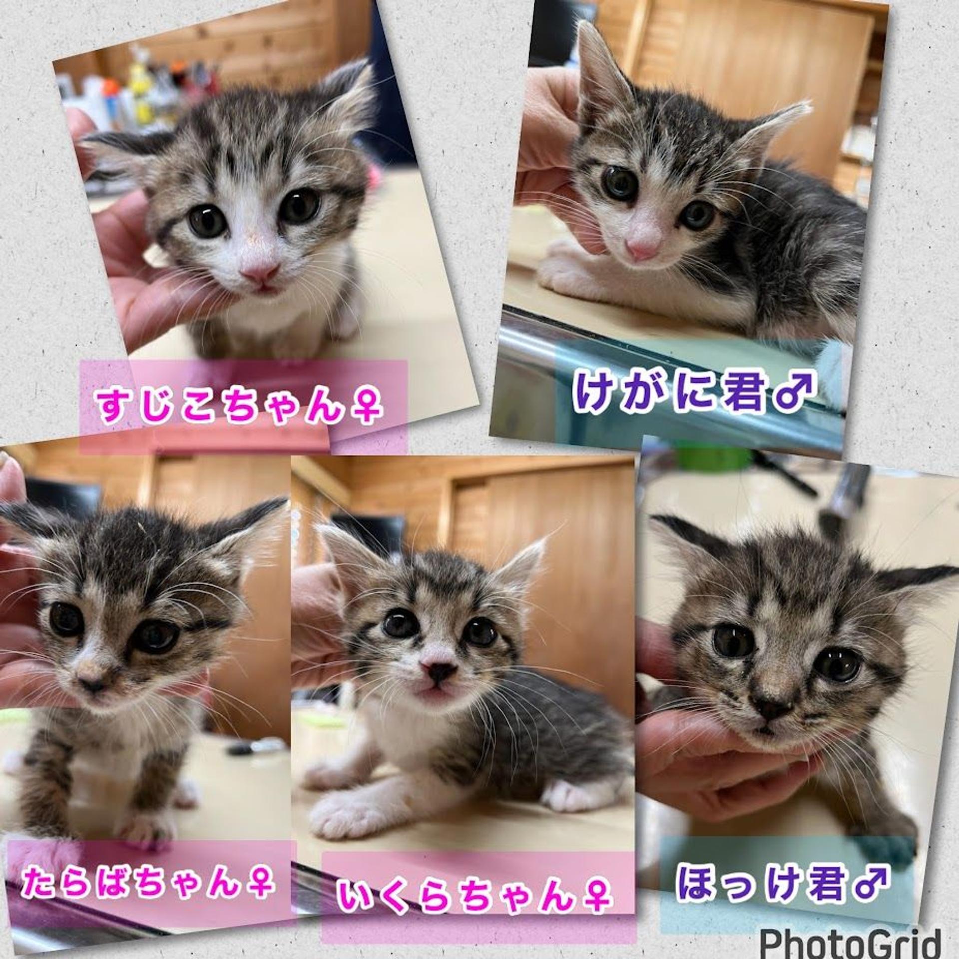 pet-image-3