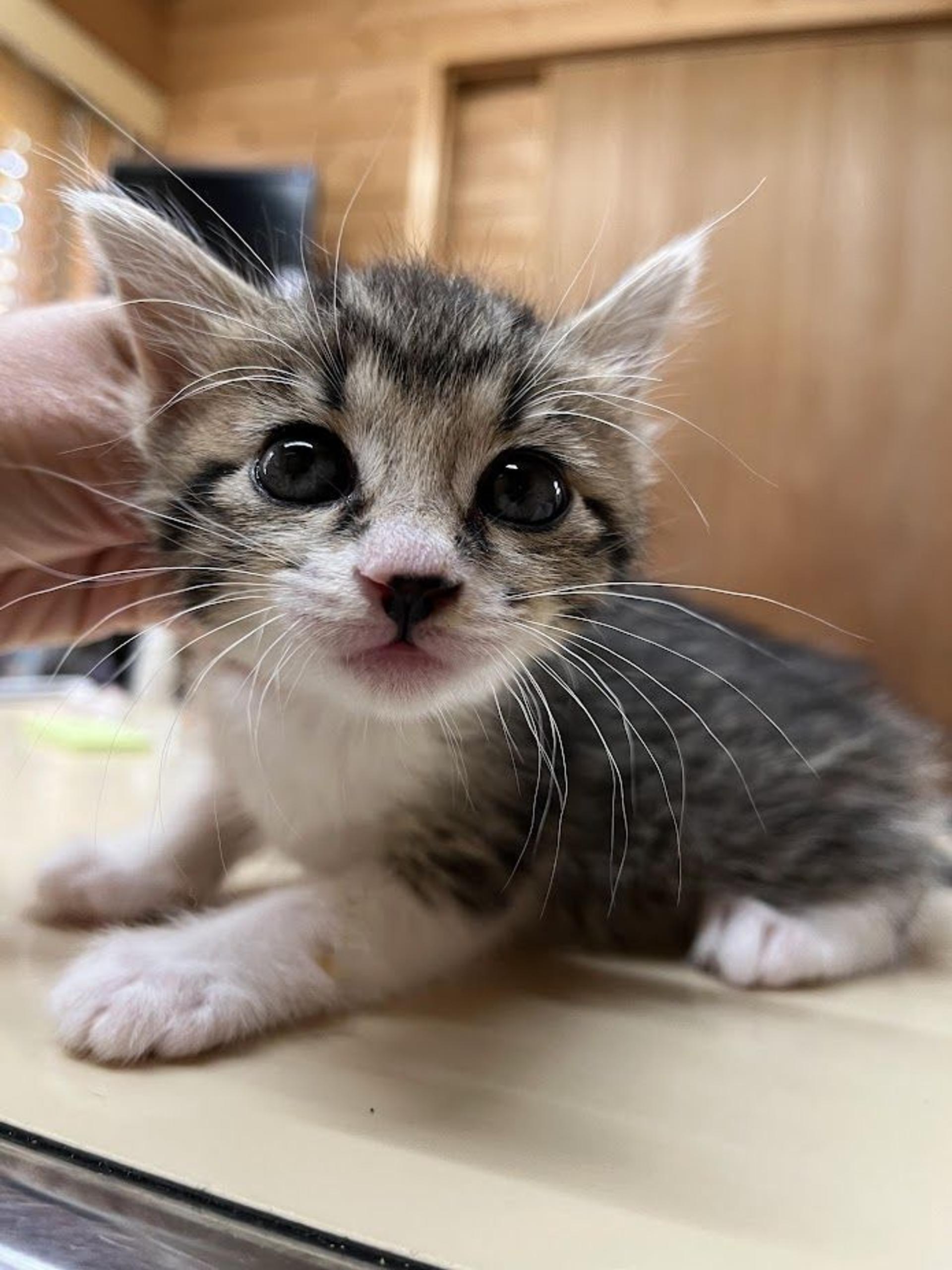 pet-image-5