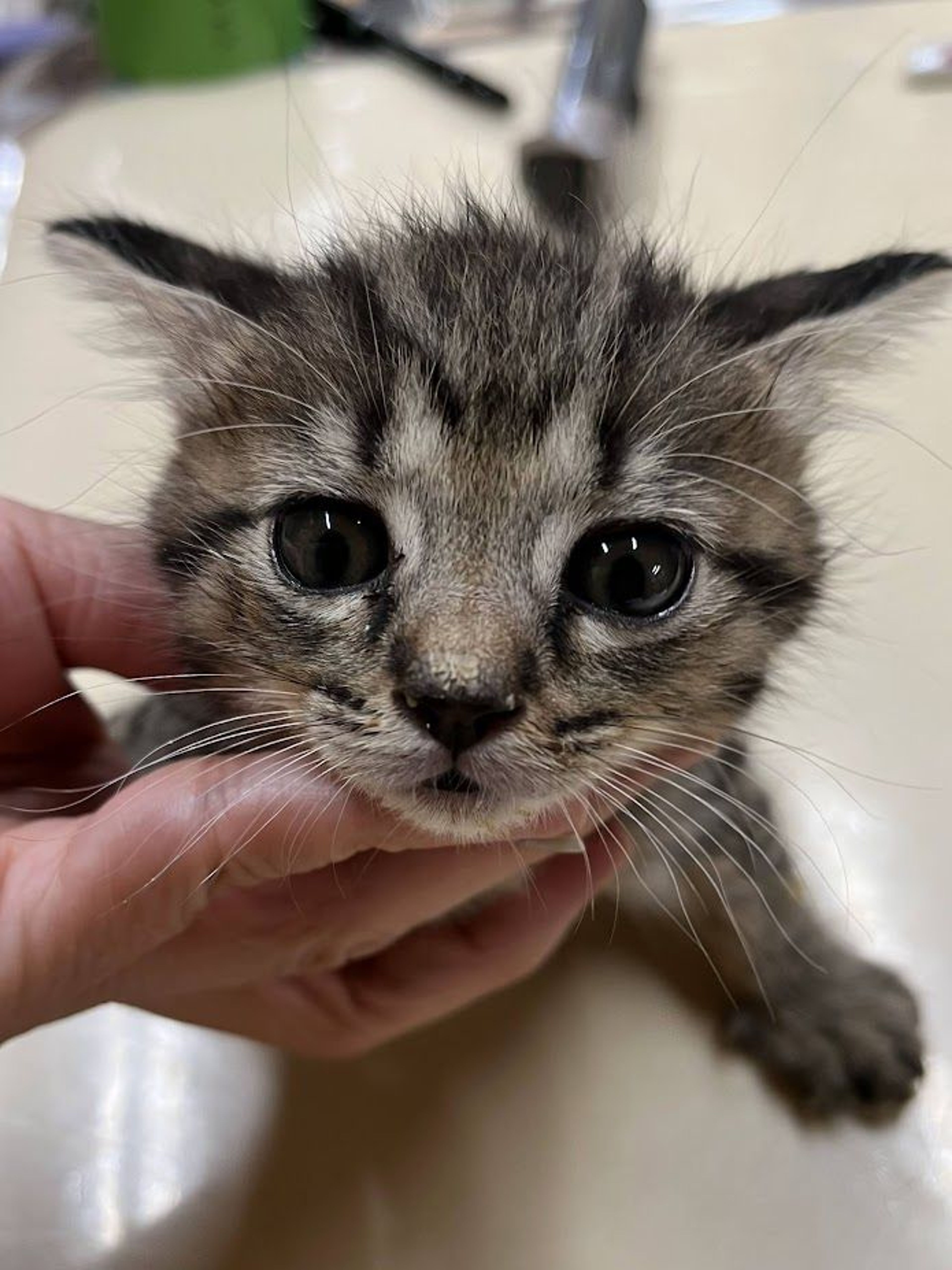 pet-image-6
