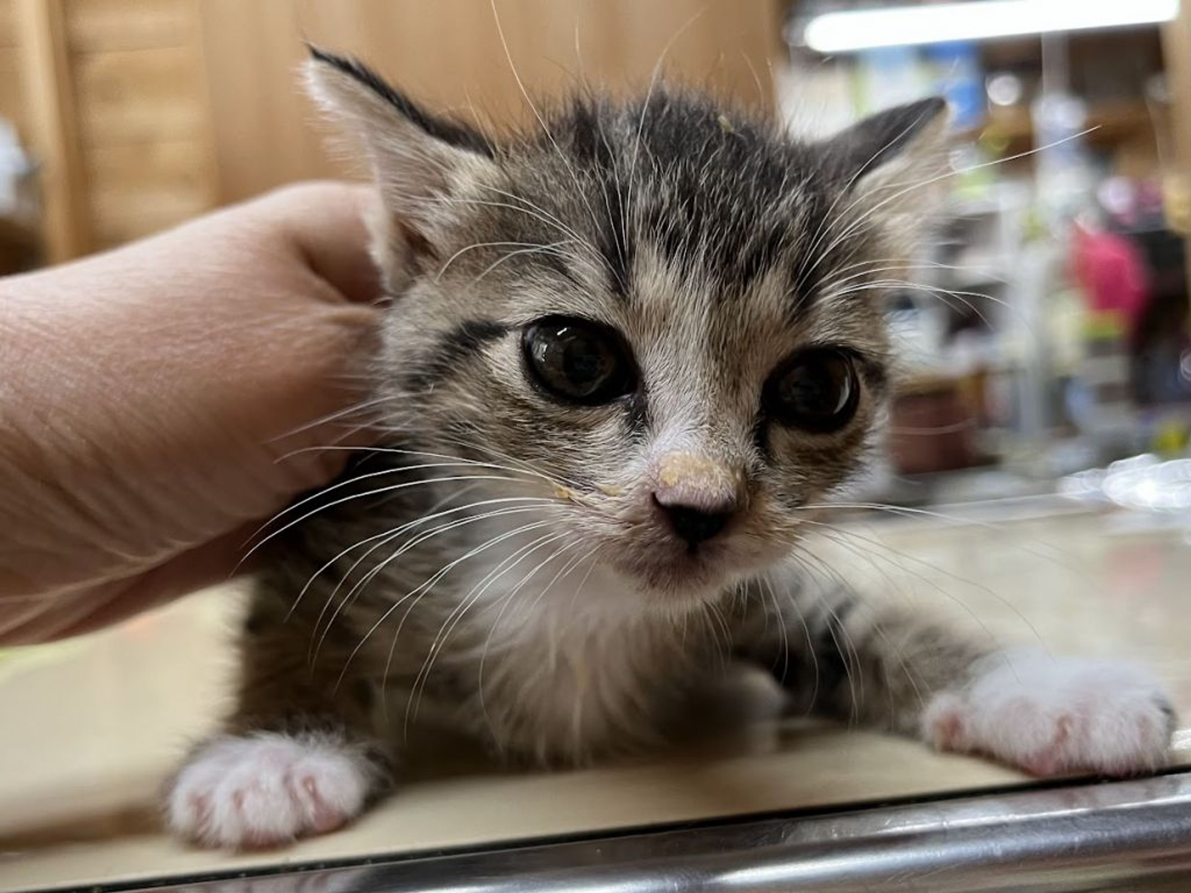 pet-image-8