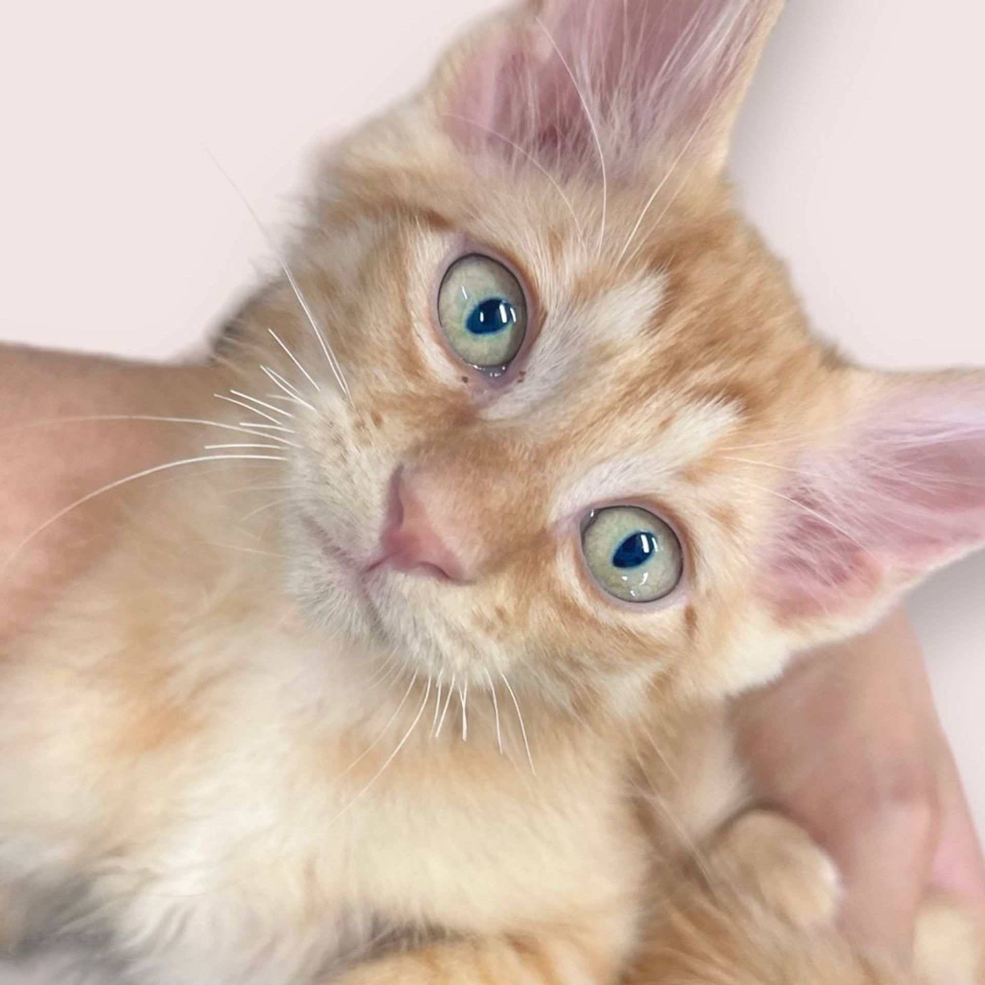 雑種（ミックス猫）・オスの里親募集の写真