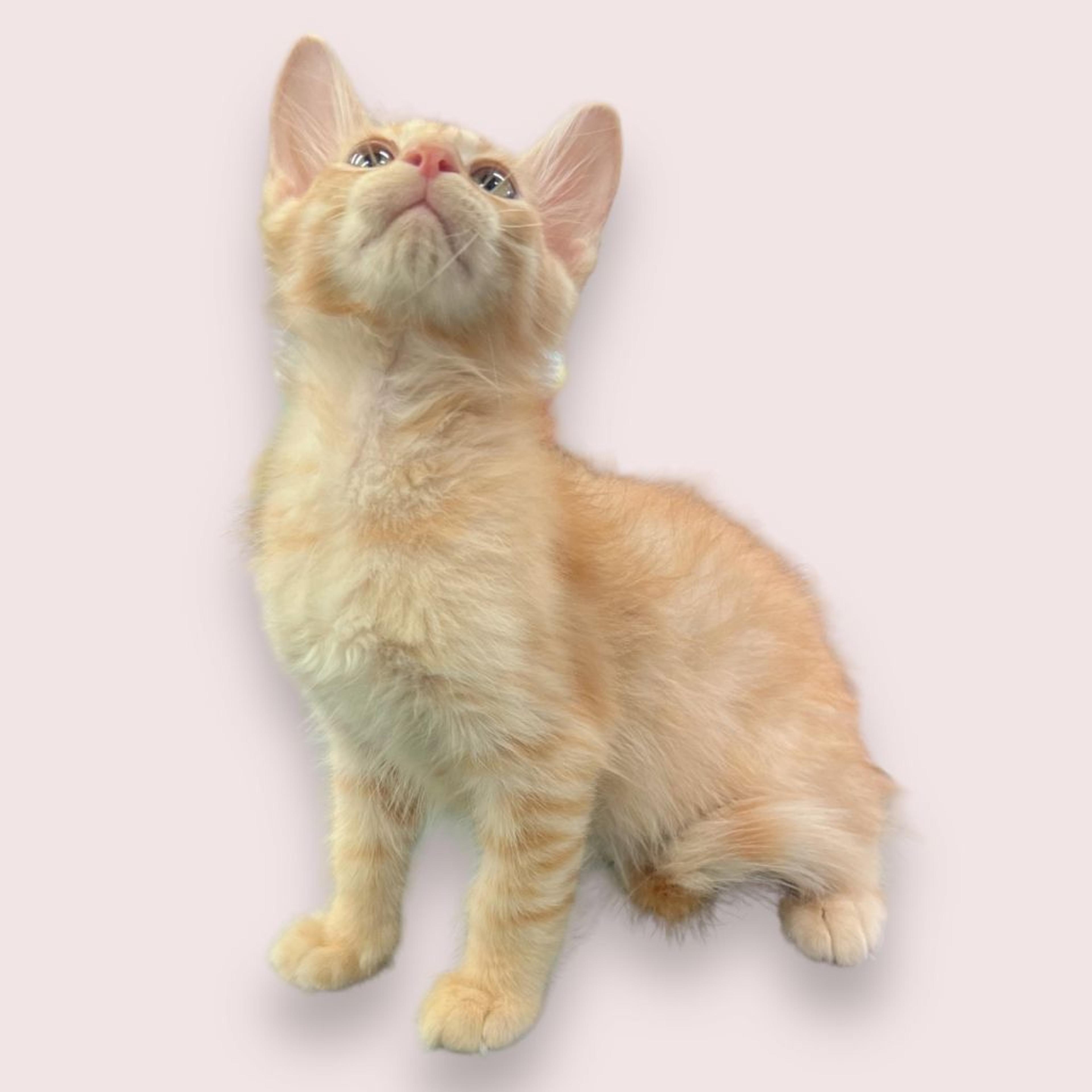pet-image-3