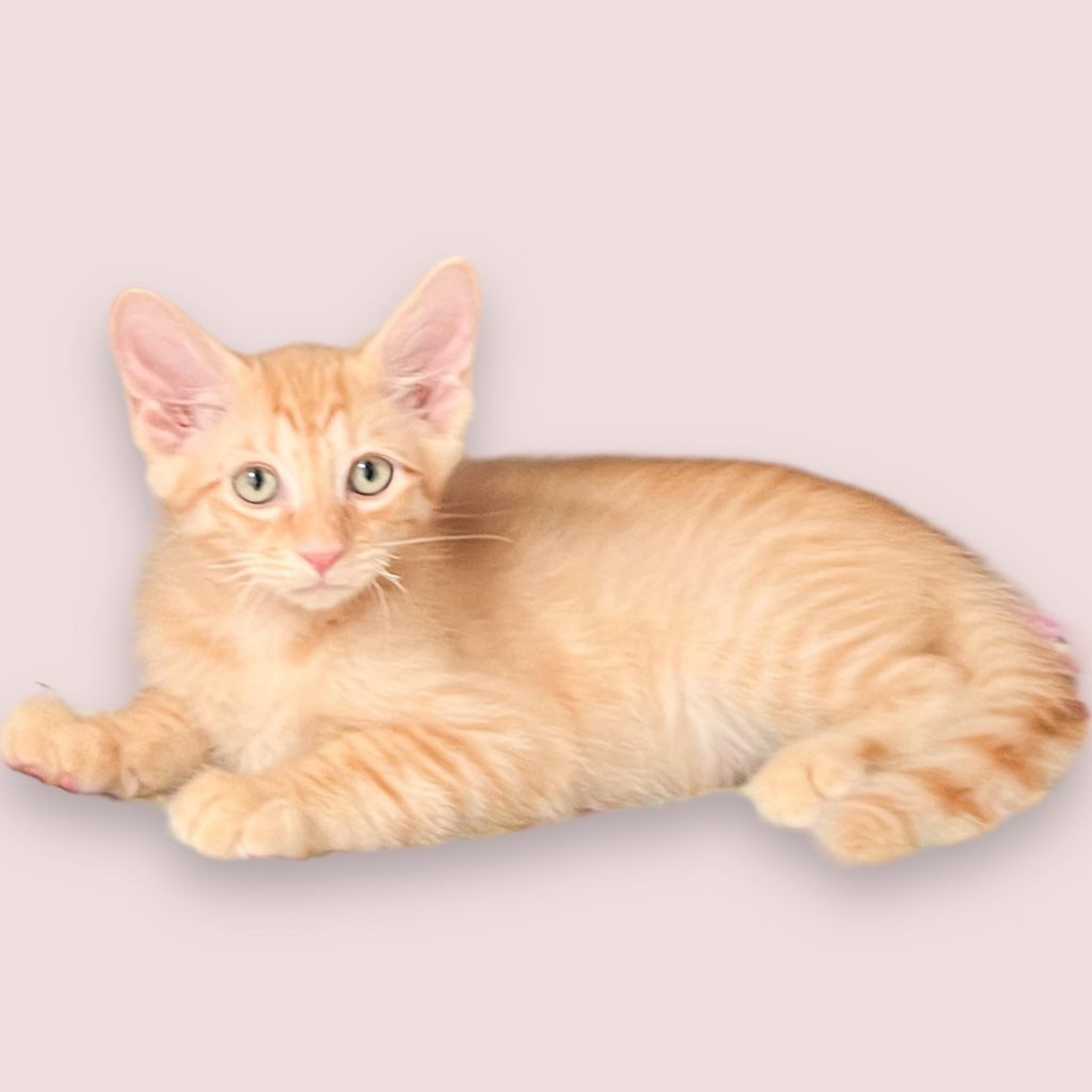 pet-image-2