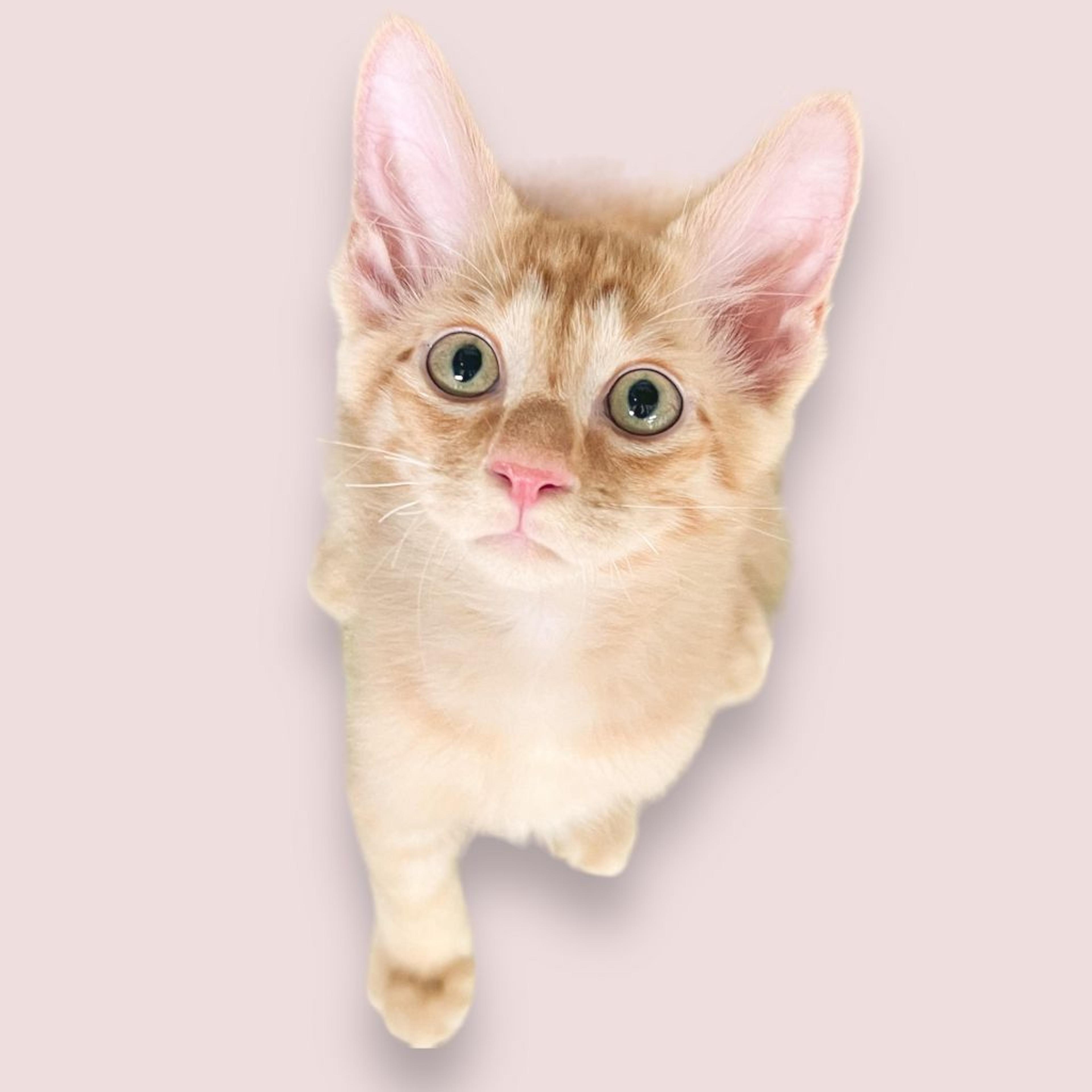 pet-image-4