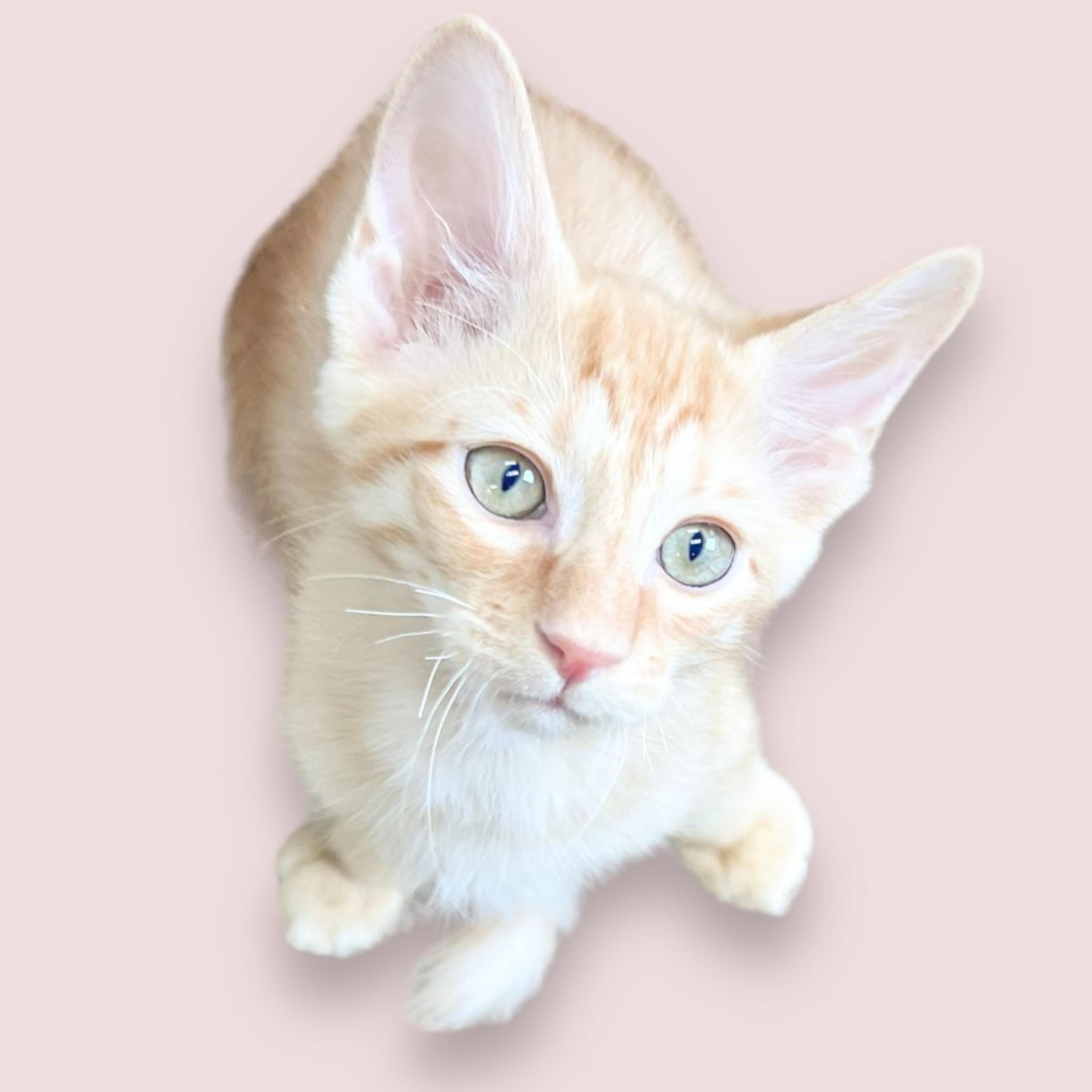pet-image-6