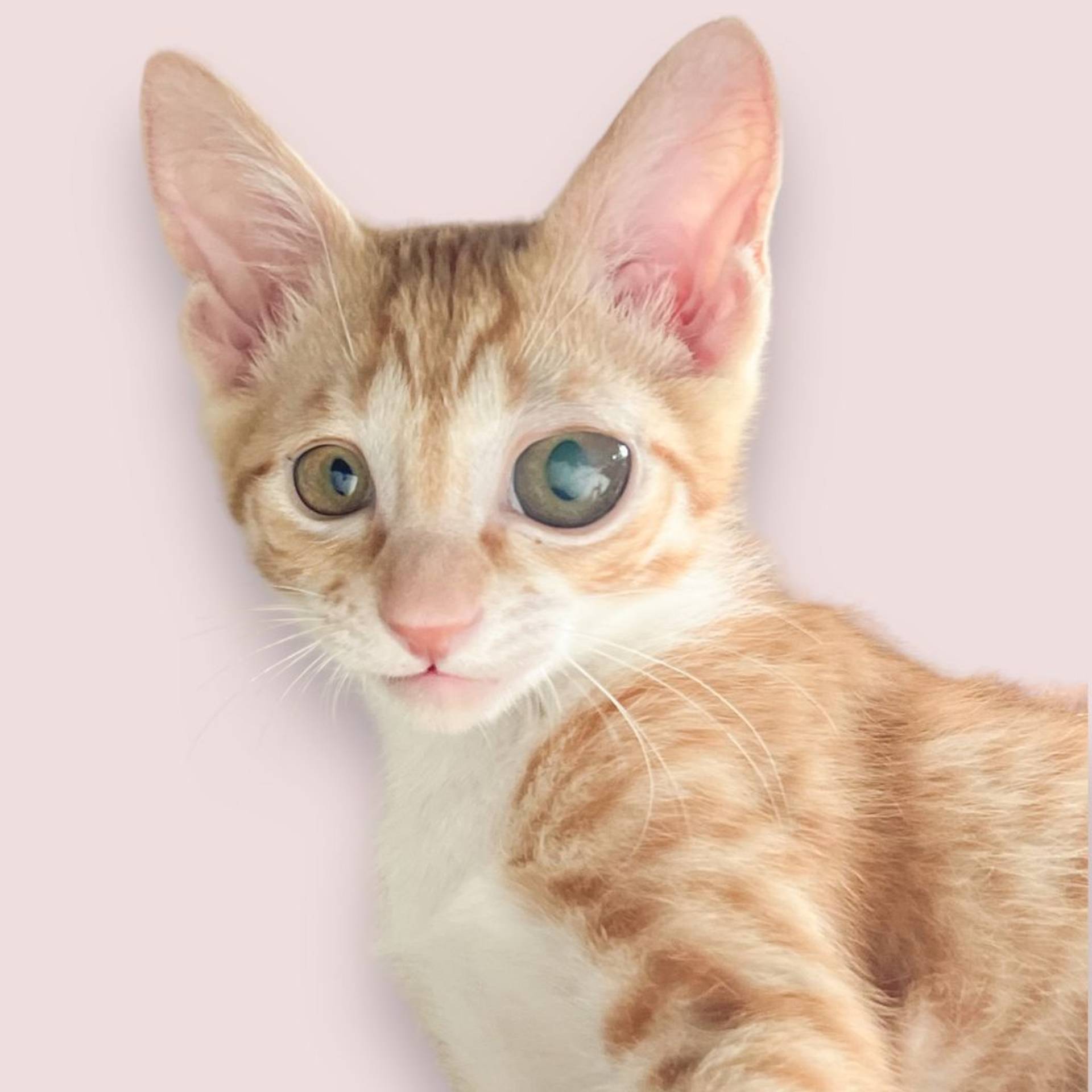雑種（ミックス猫）・オスの里親募集の写真