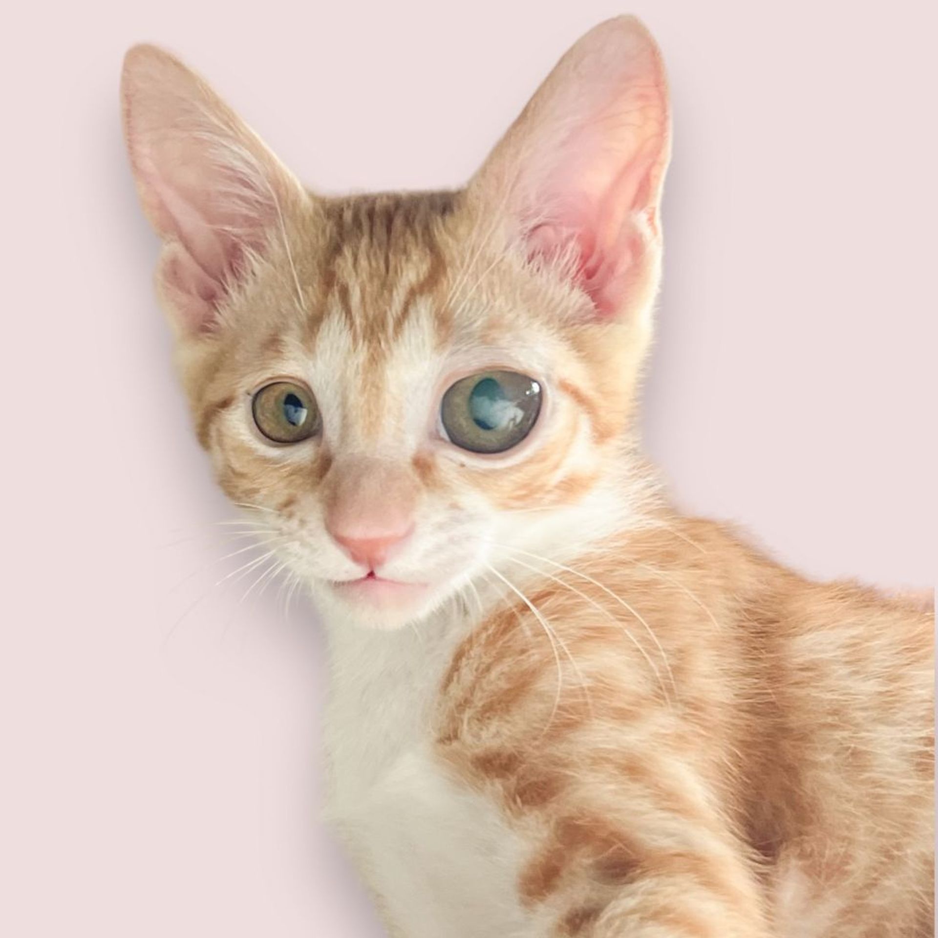 雑種（ミックス猫）・オスの里親募集の写真