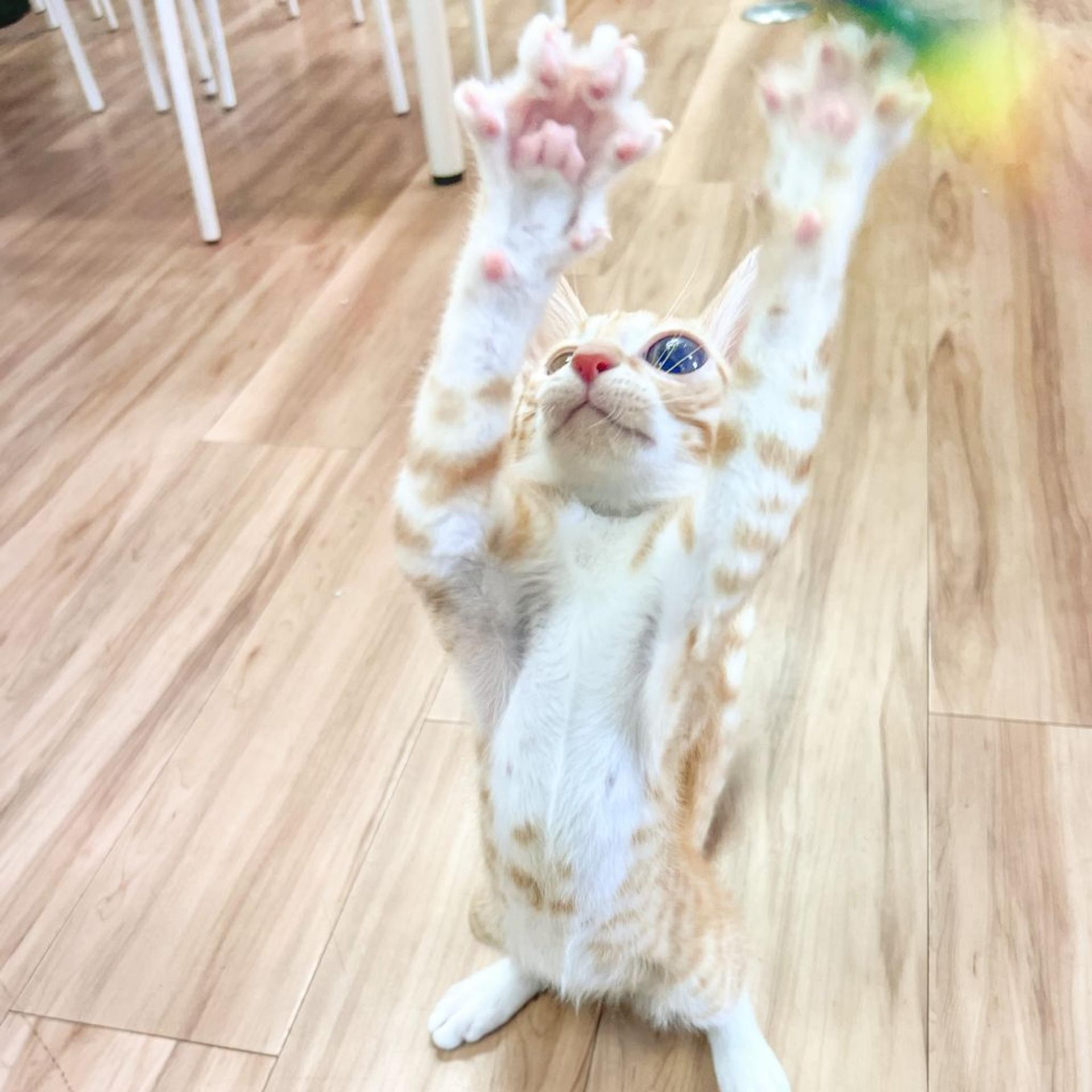 pet-image-4