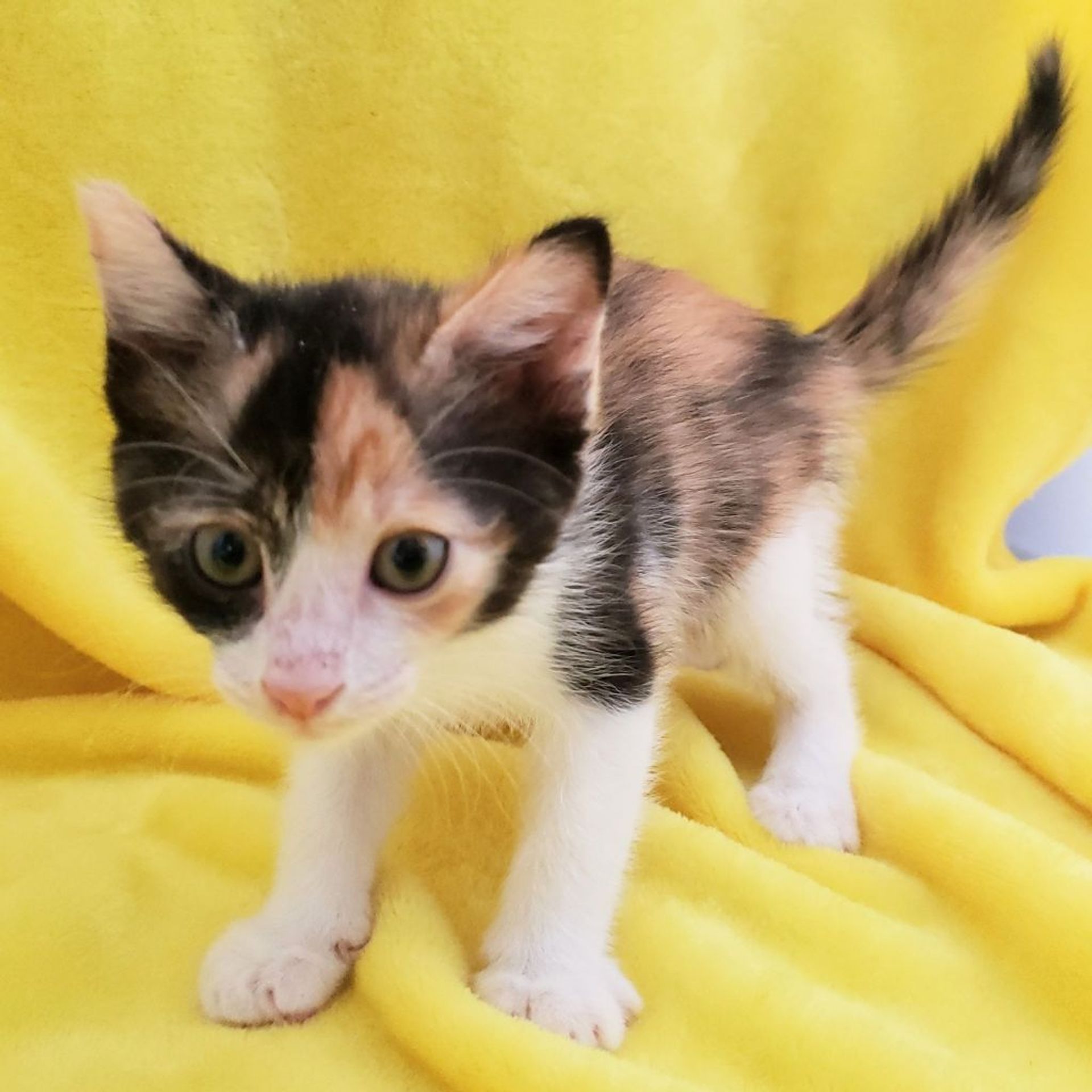 雑種（ミックス猫）・メスの里親募集の写真