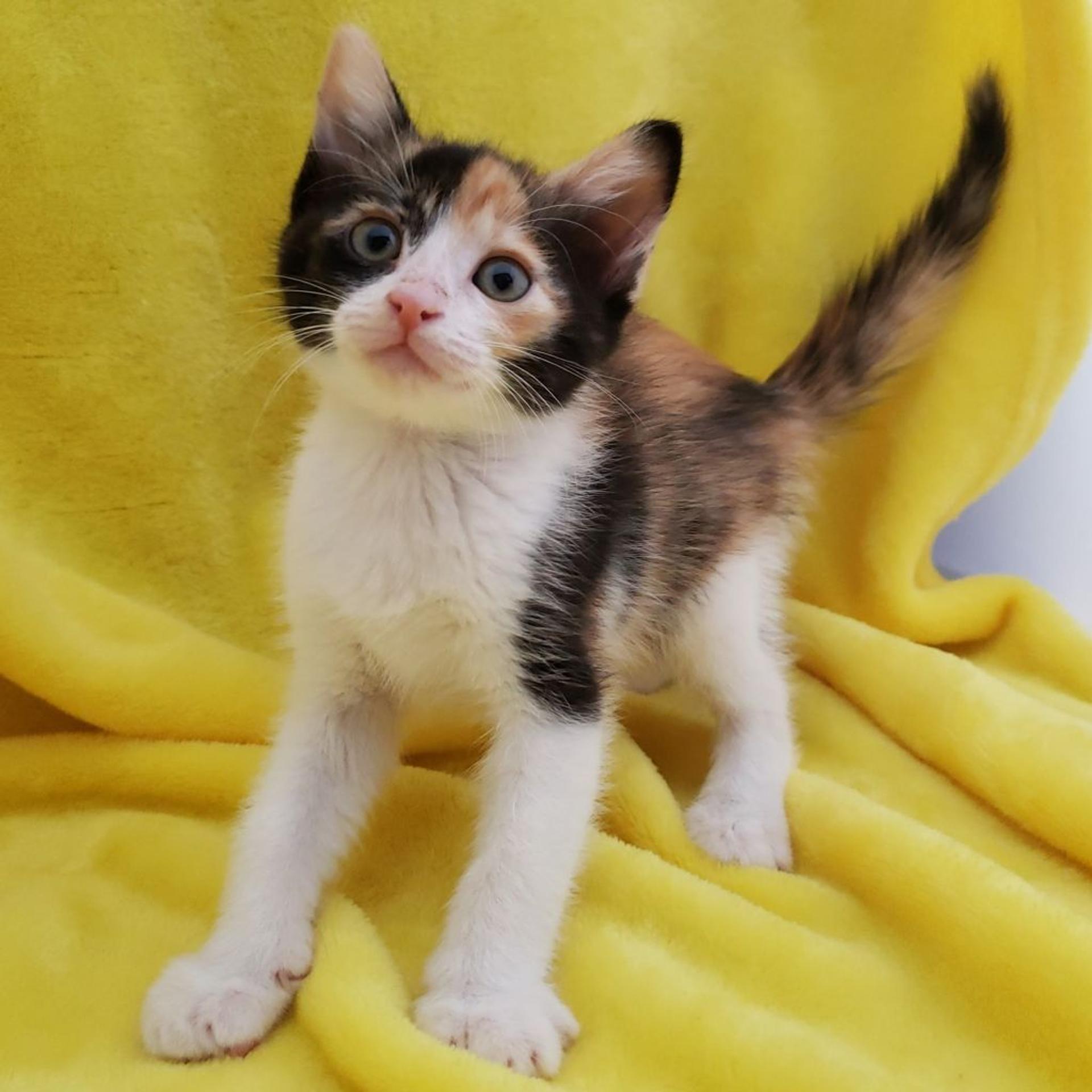 pet-image-2