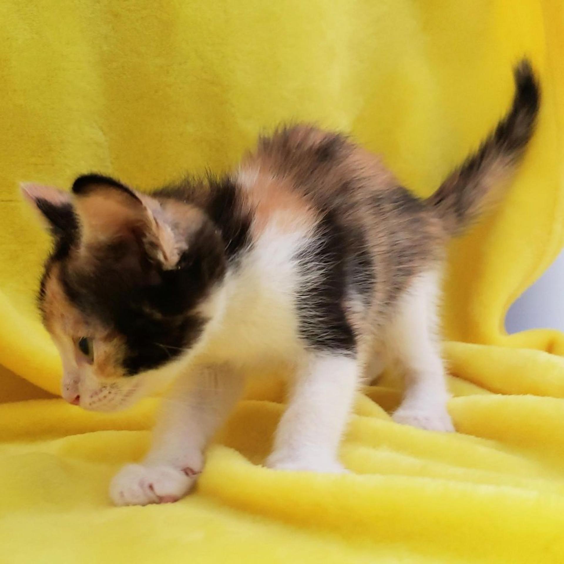 pet-image-3