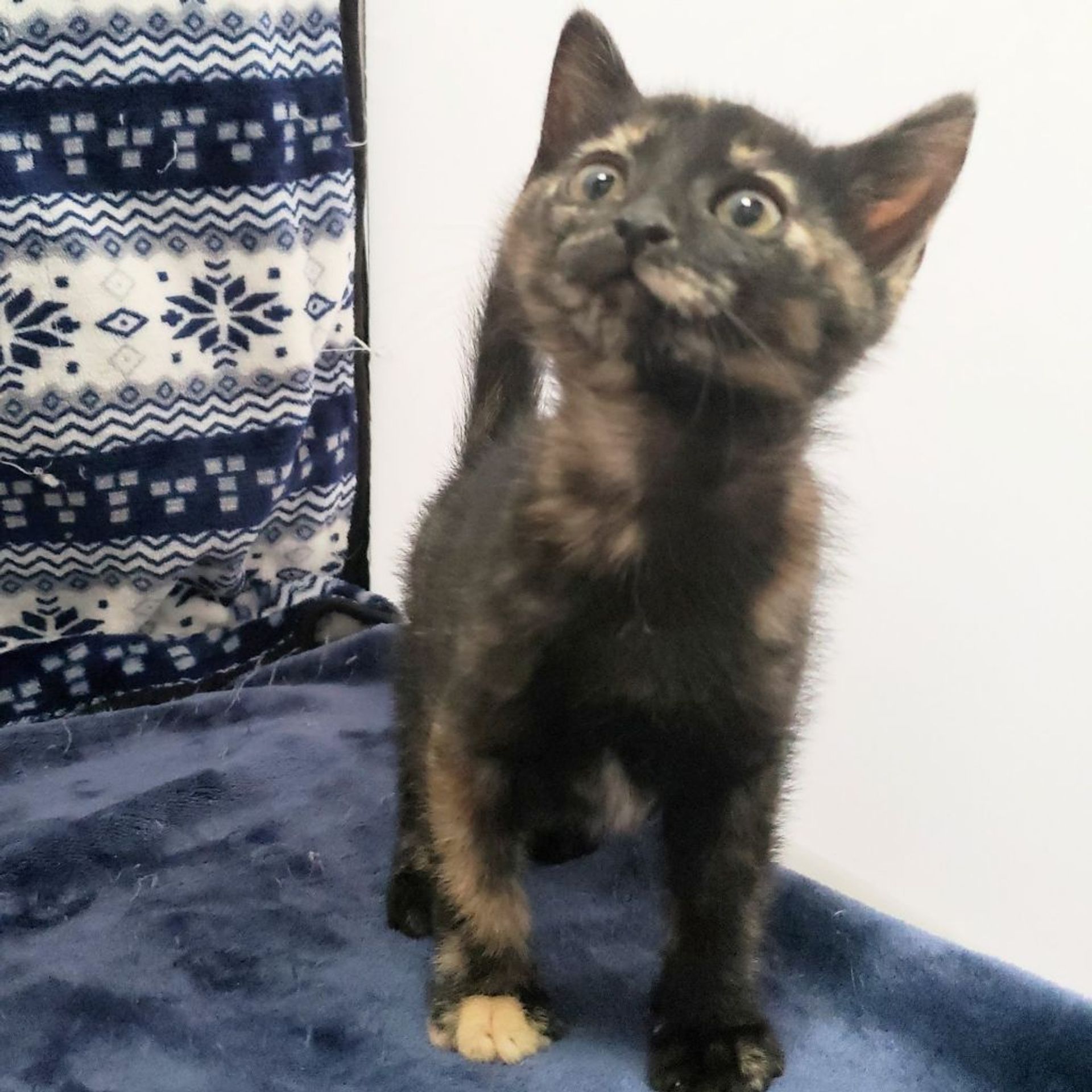 雑種（ミックス猫）・メスの里親募集の写真