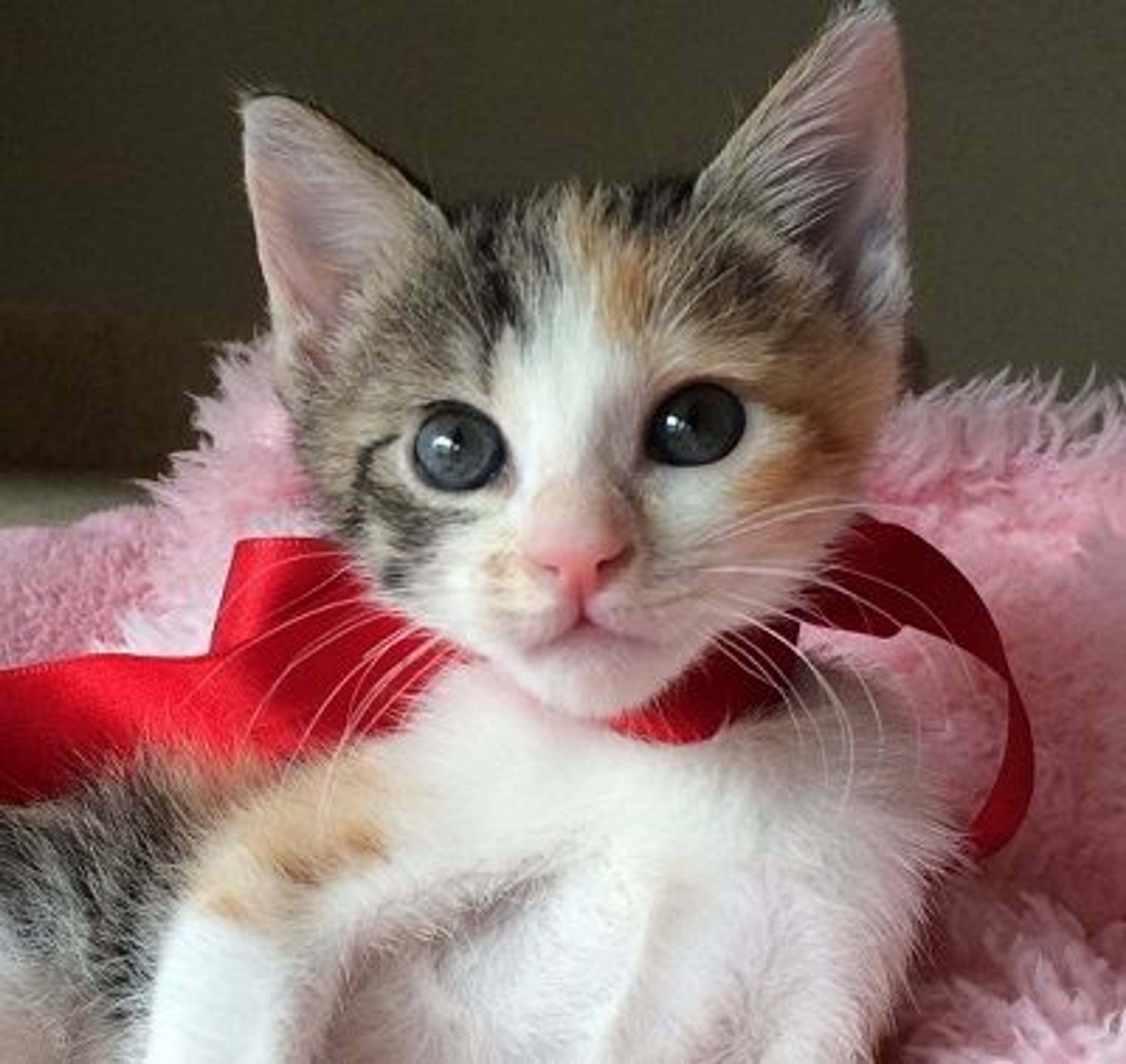 雑種（ミックス猫）・メスの里親募集の写真