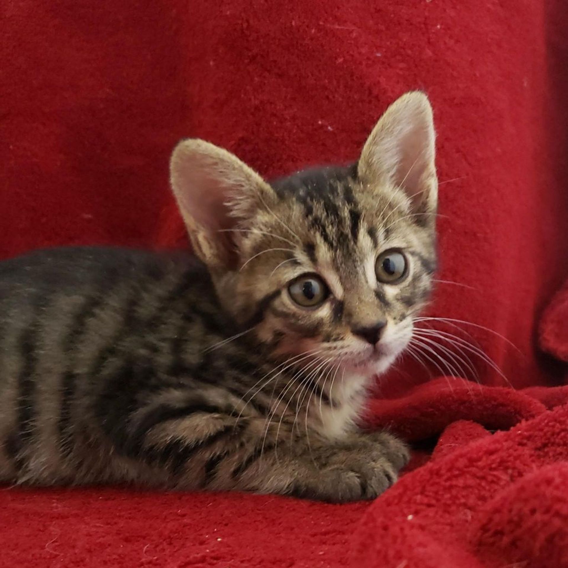 雑種（ミックス猫）・メスの里親募集の写真