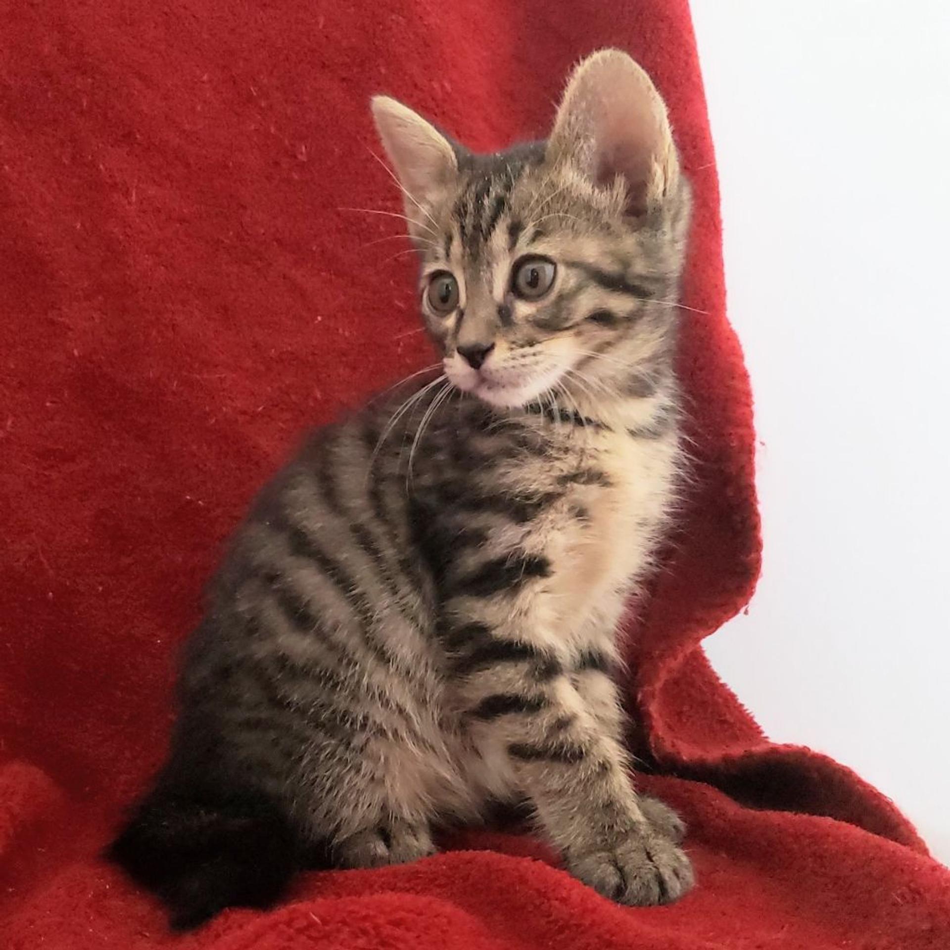 pet-image-4